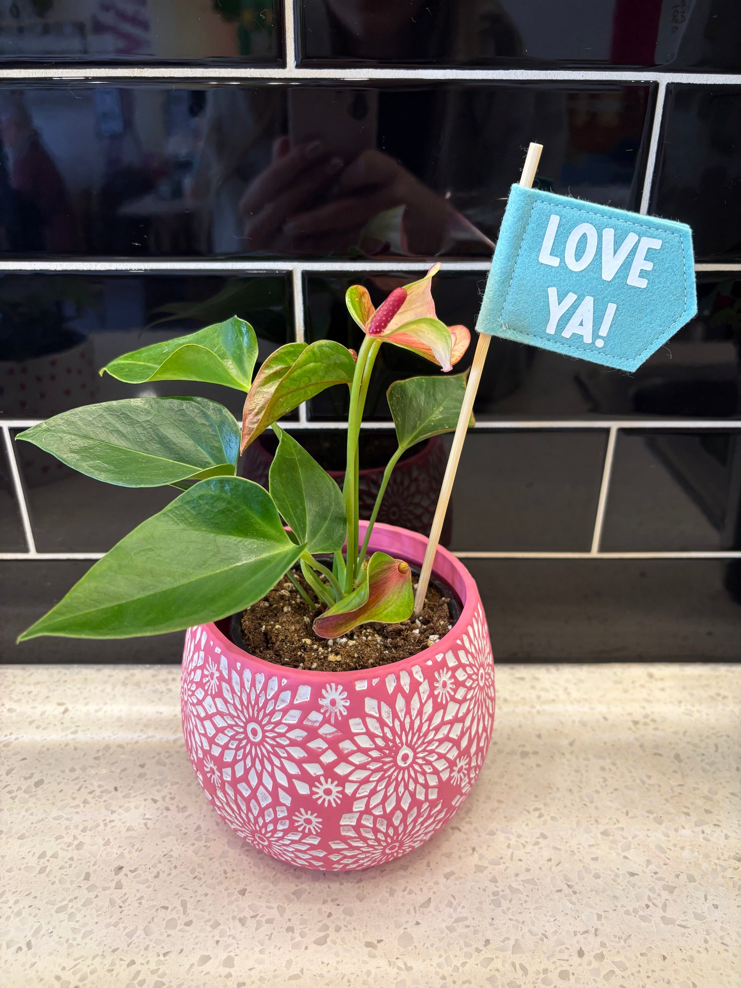 Valentines Anthurium Plant 4.5”