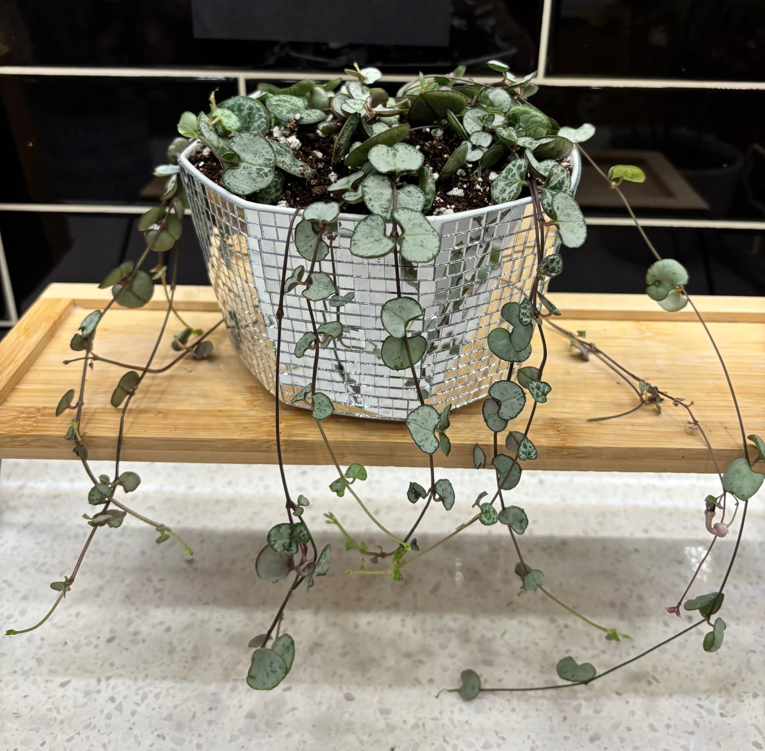 String of Hearts in Flat Disco Planter