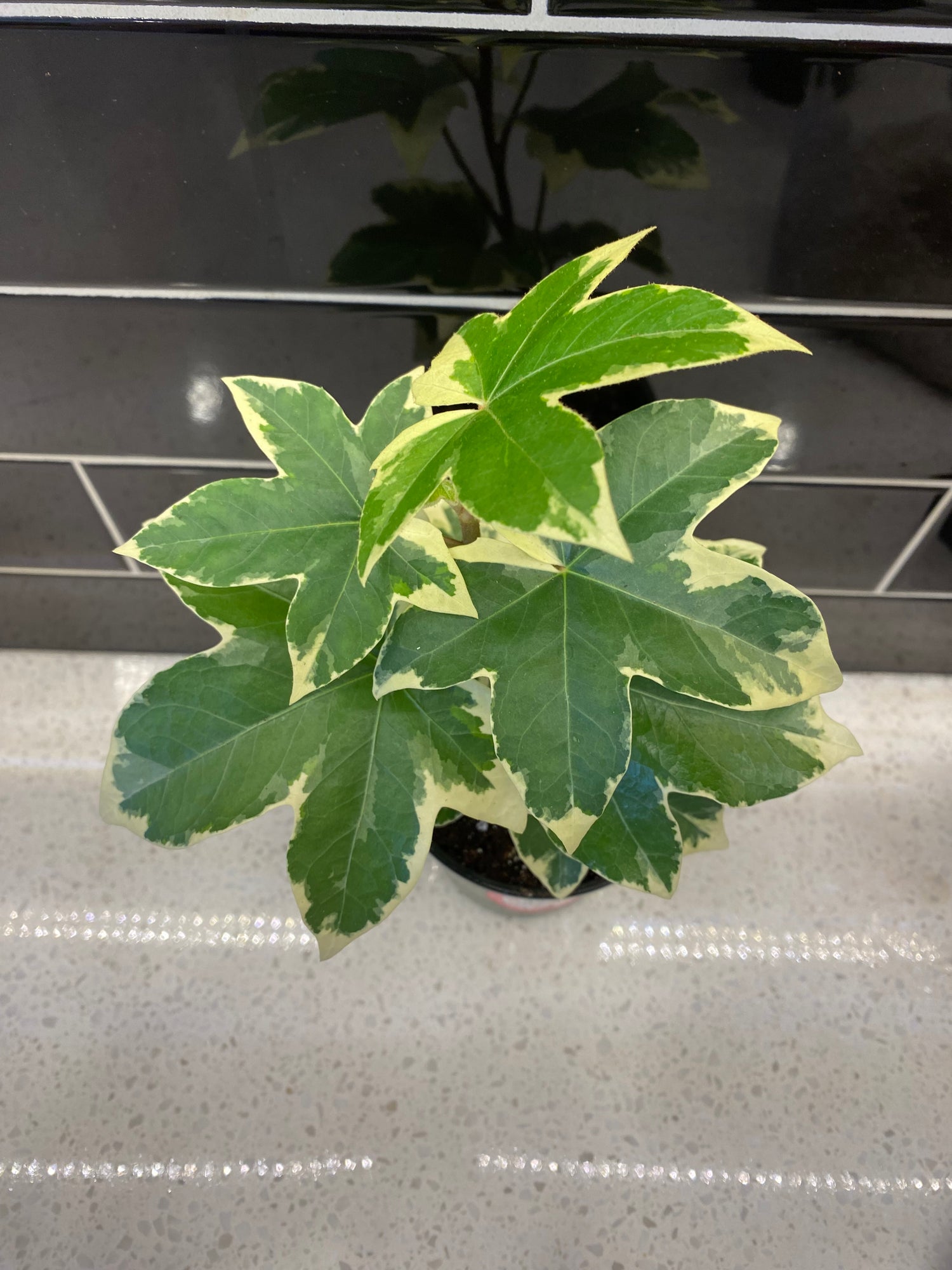 Fatshedera Angyo Star