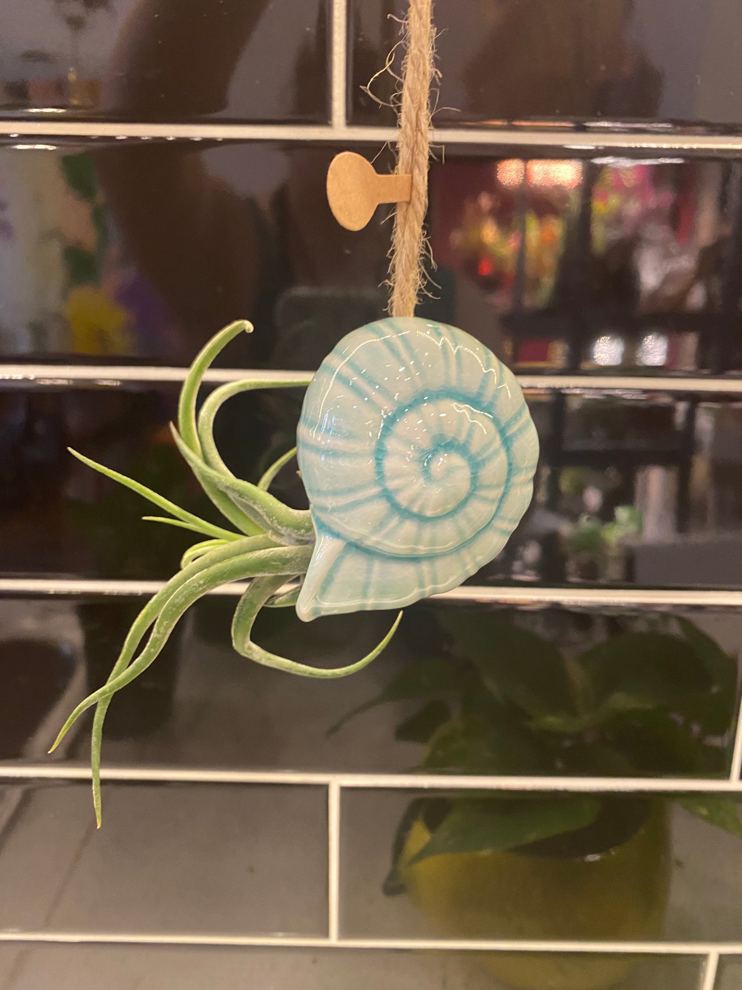 Nautilus Shell Air Plant