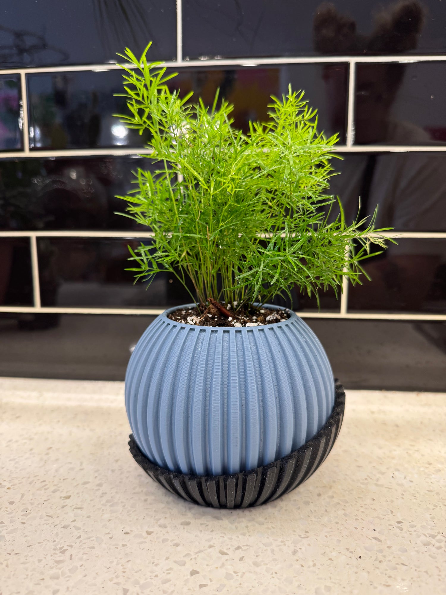 Asparagus Fern - Sprengeri potted in Ux 3D pot