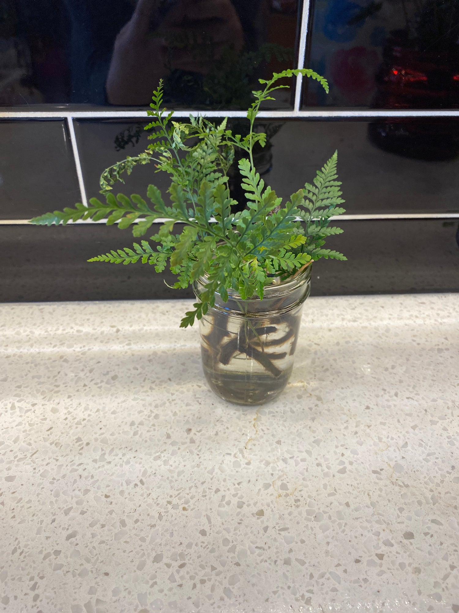 Rabbit’s Foot Fern - Clipping