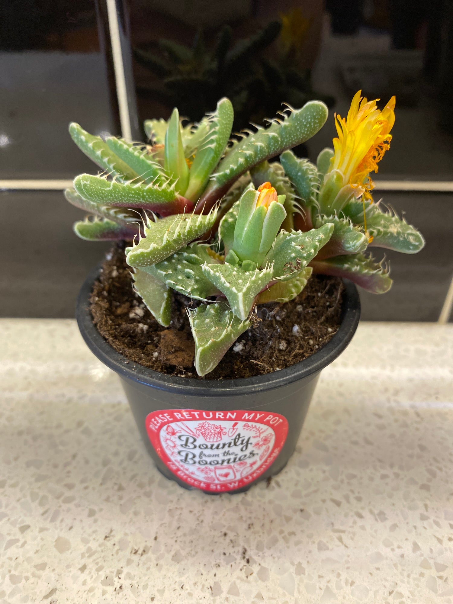 Tiger Jaw Succulent