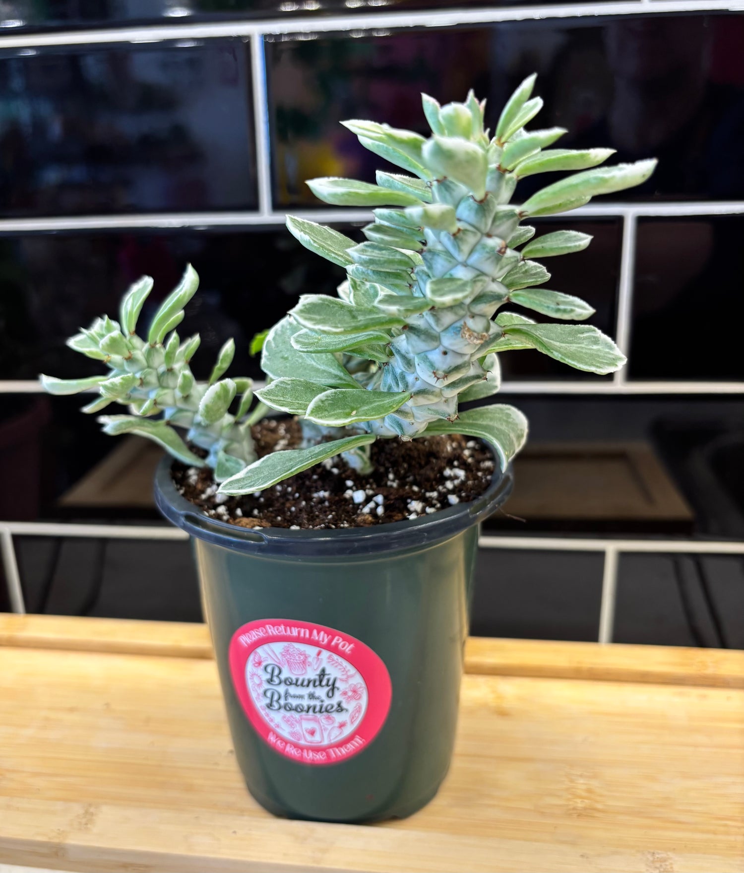 Variegated Medusa Head 4" - Cactus