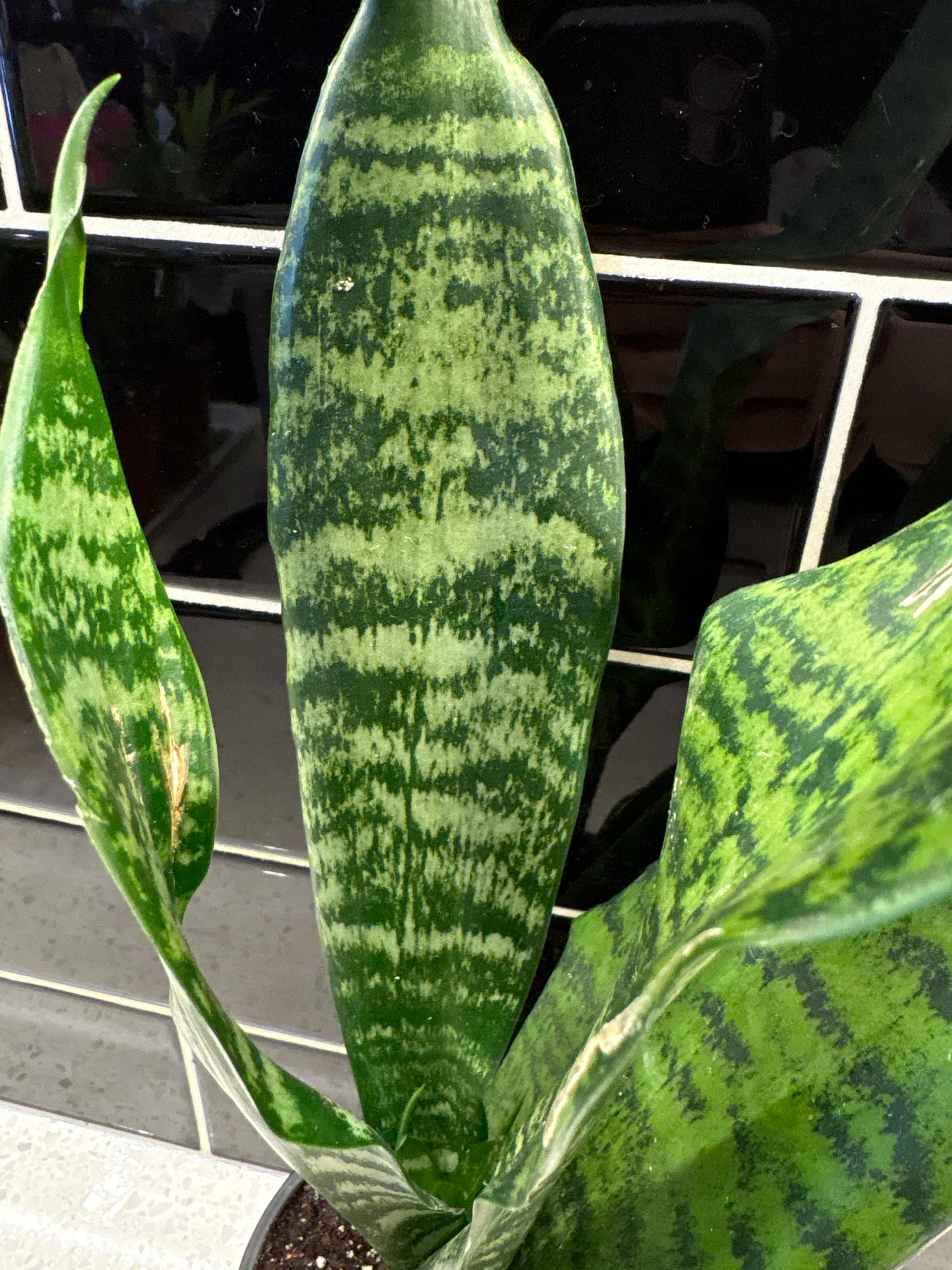 Snake Plant - Black Coral