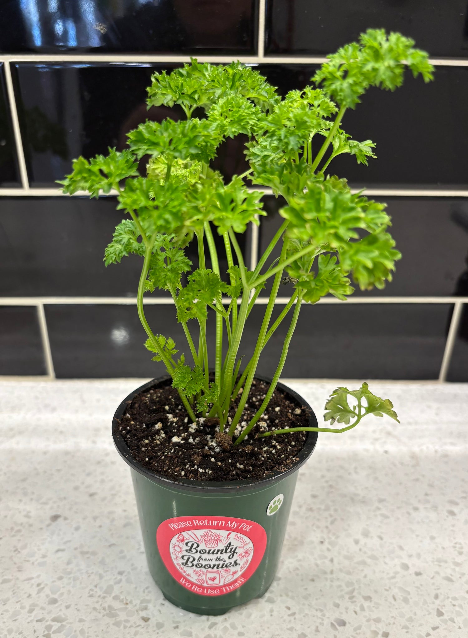 Parsley