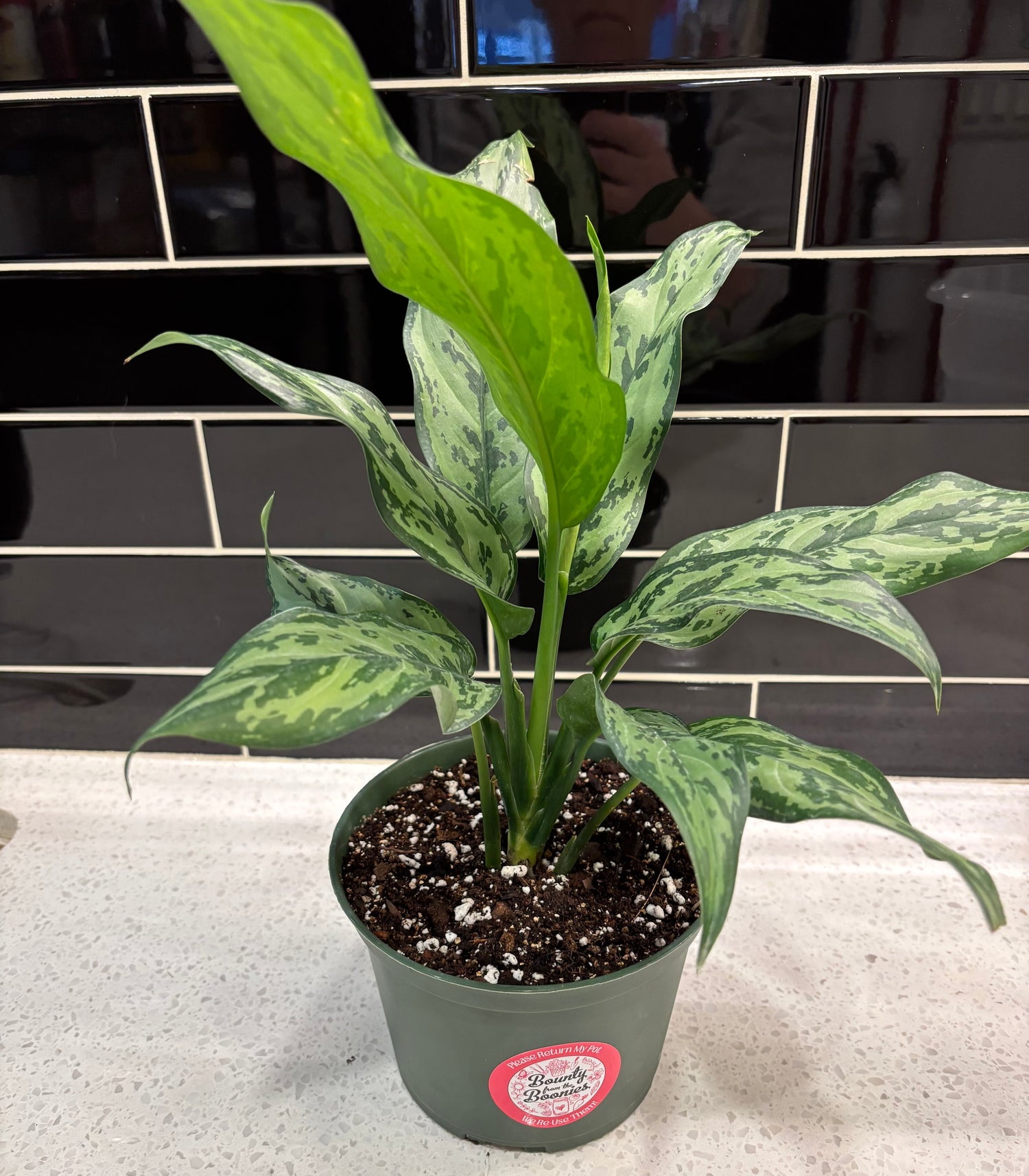 Aglaonema (Chinese Evergreen) Romeo