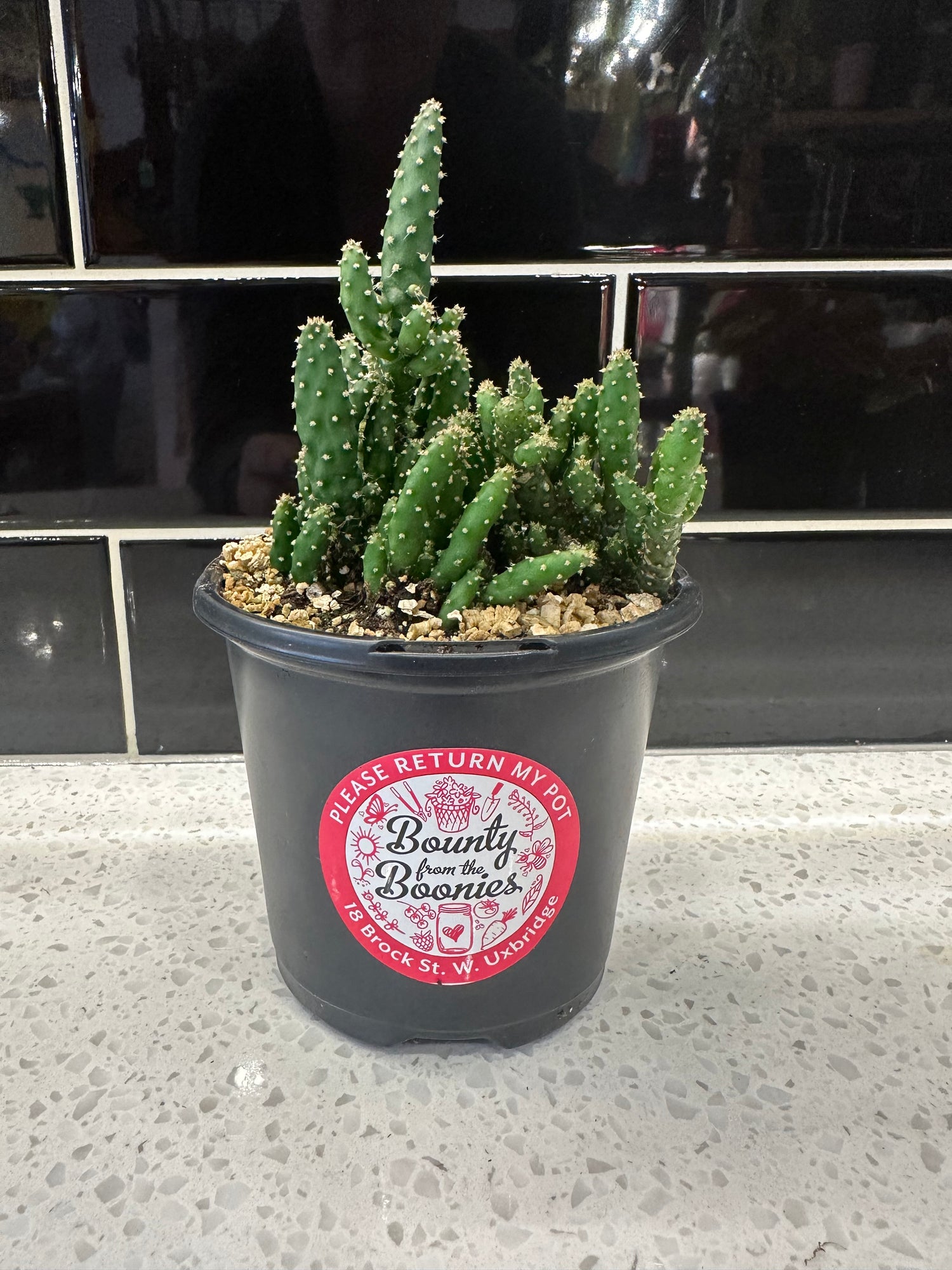 Maverick Cactus