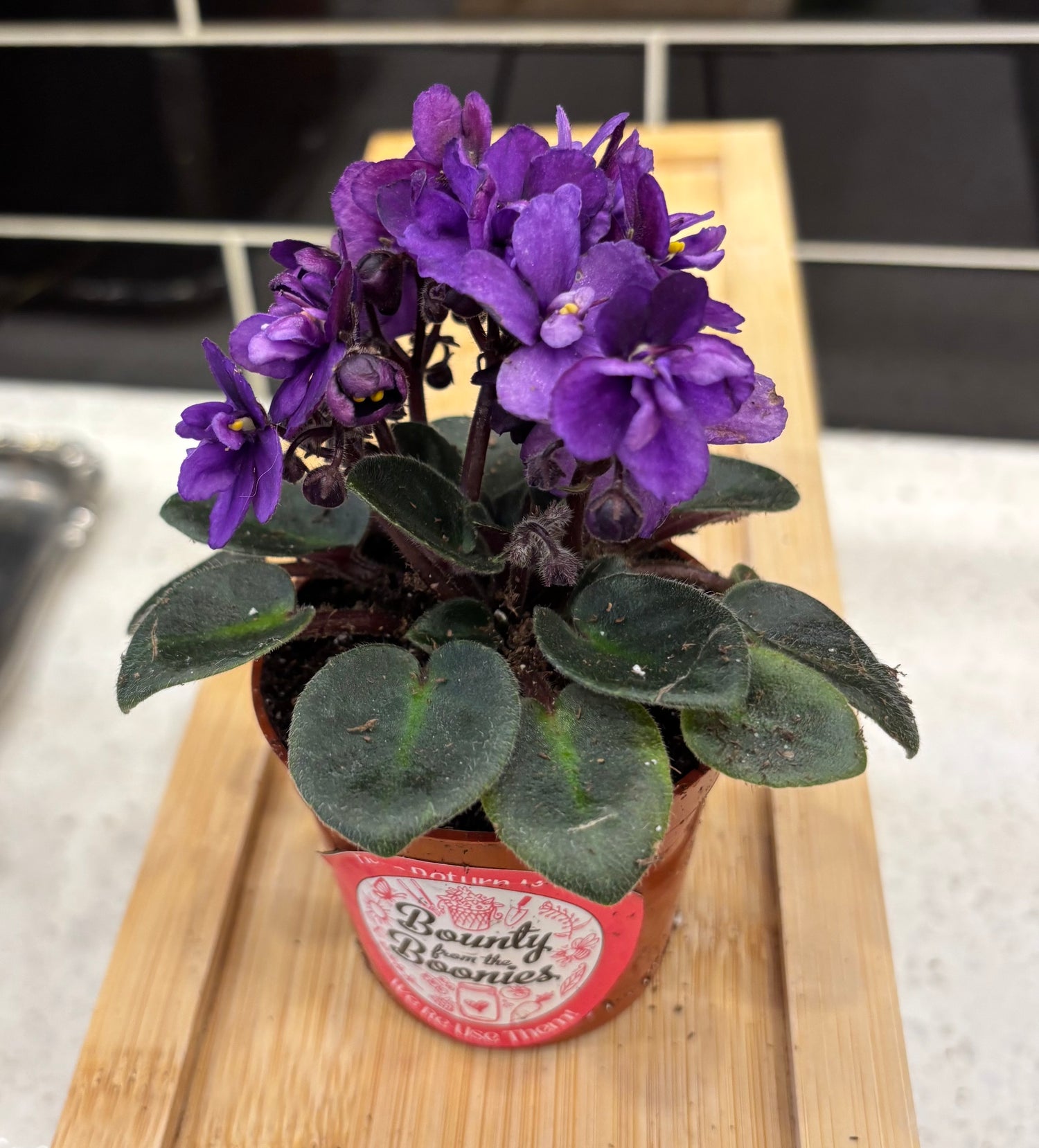 African Violet Mini