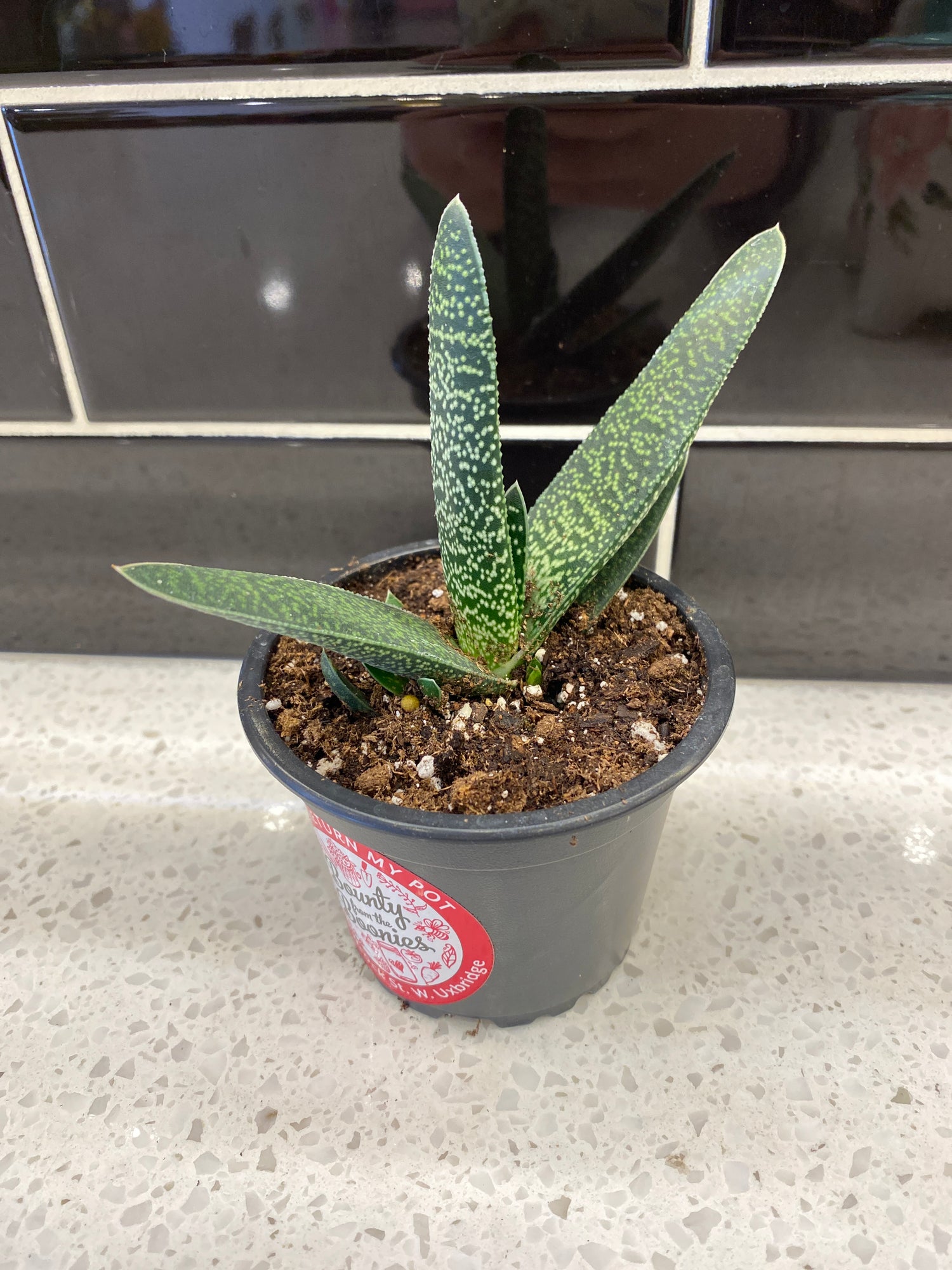 Gasteria Pillansii