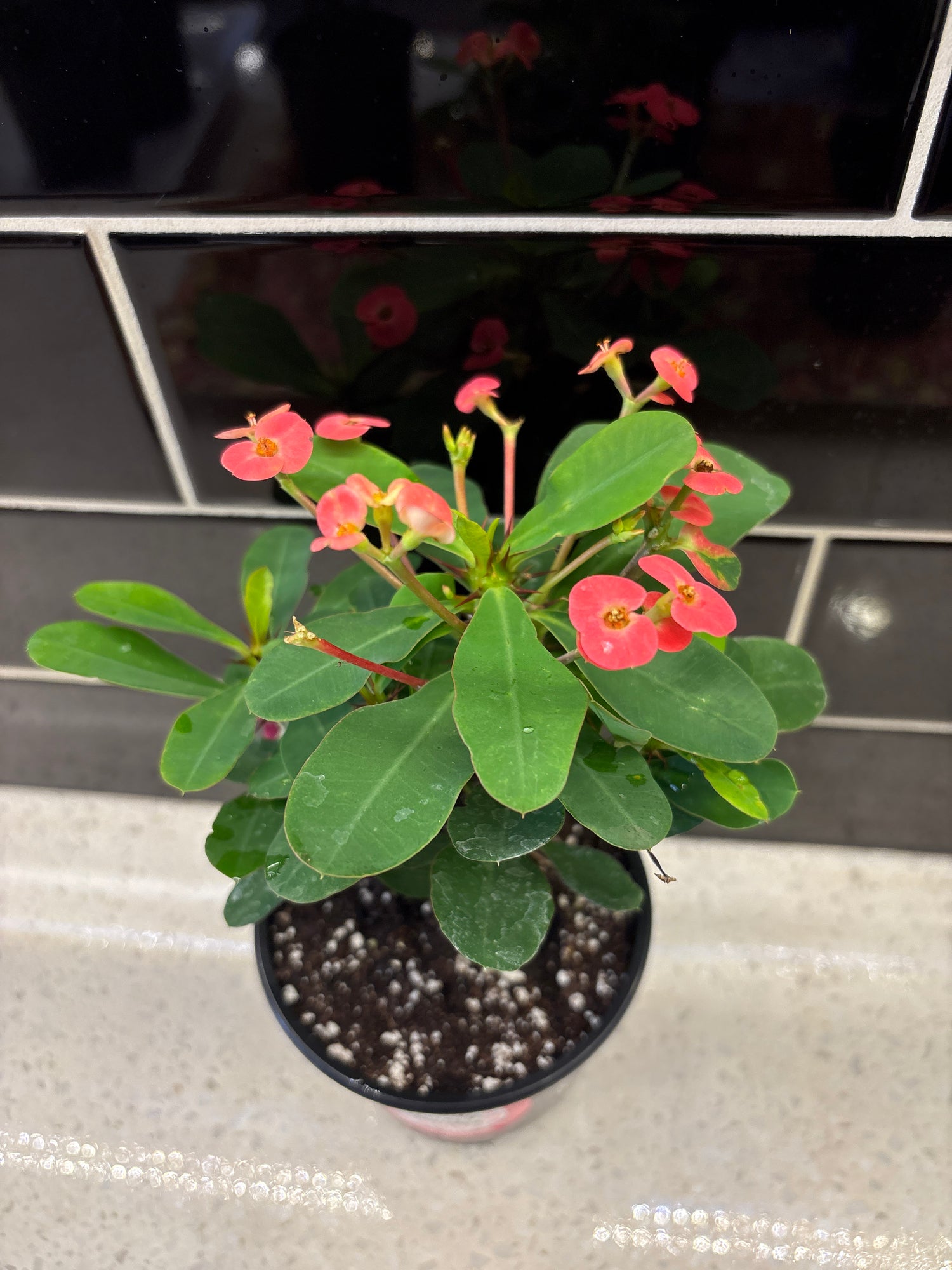 Crown of Thorns 6”