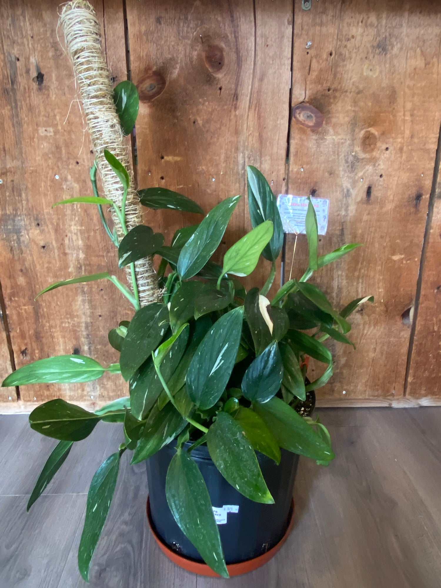 Monstera Cobra with Moss Pole - 11”