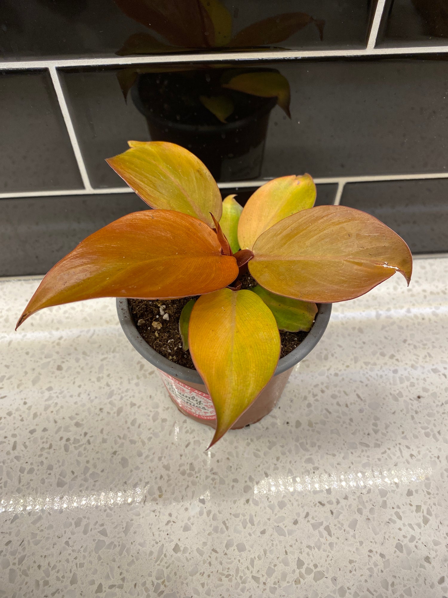 Philodendron - McColley’s Finale