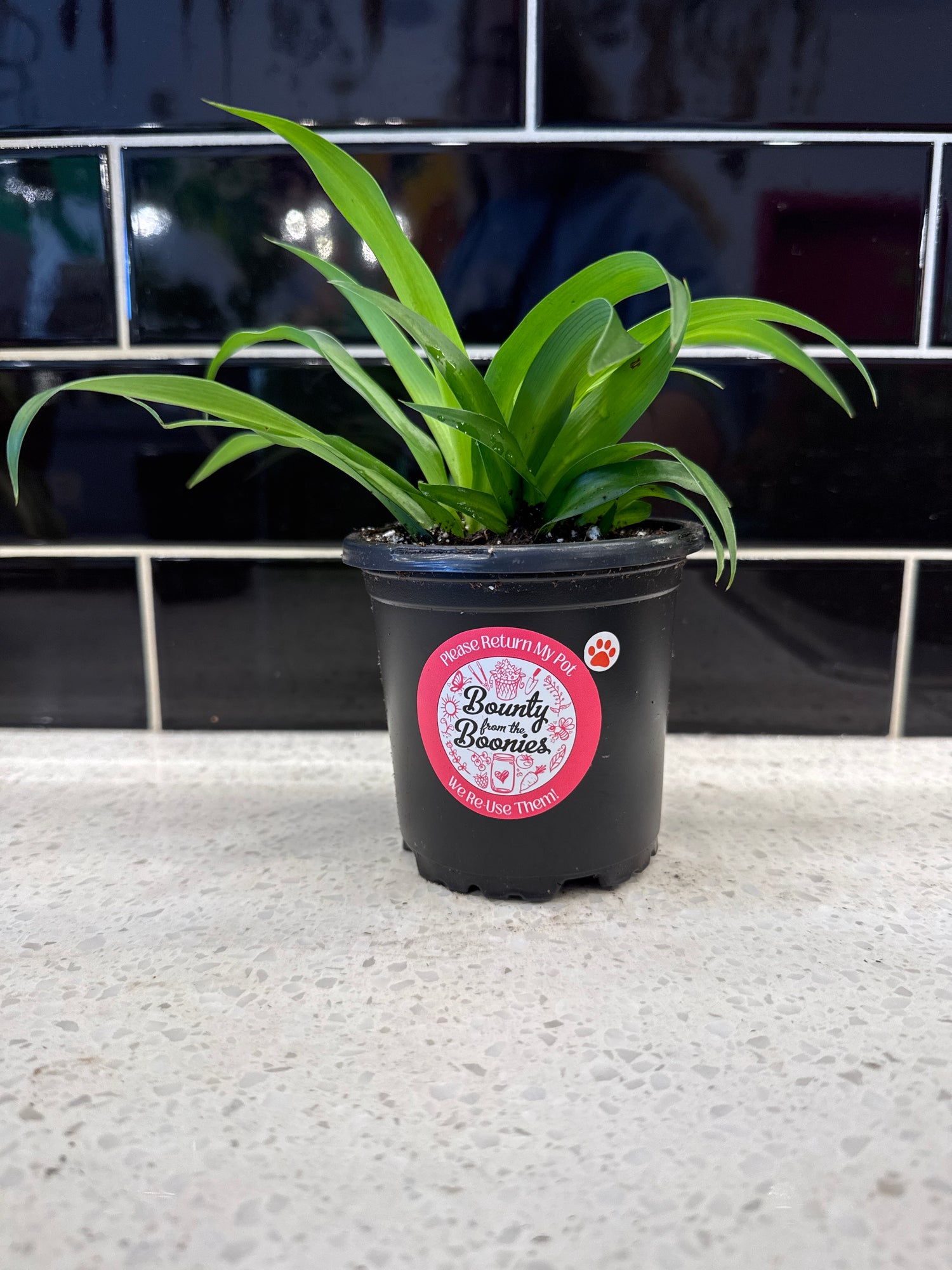 Spider Plant