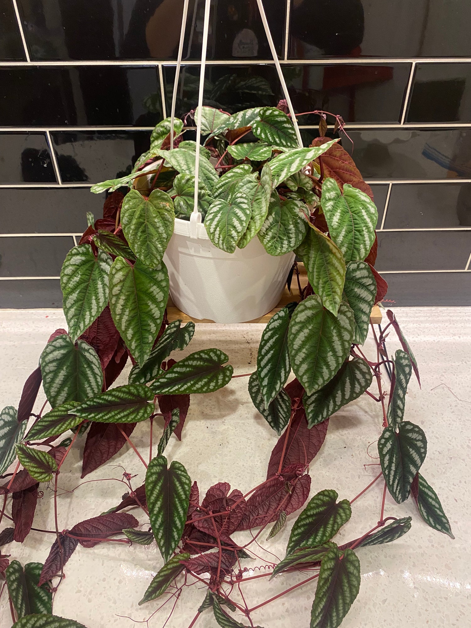 Rex Begonia