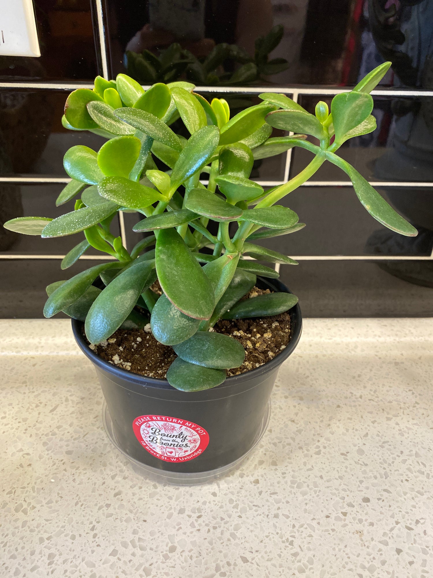 Jade 6”