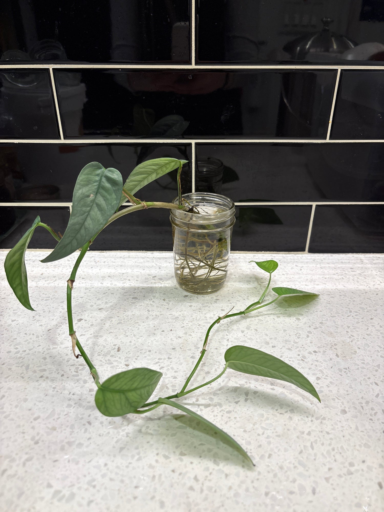 Cebu Blue Pothos - Clipping