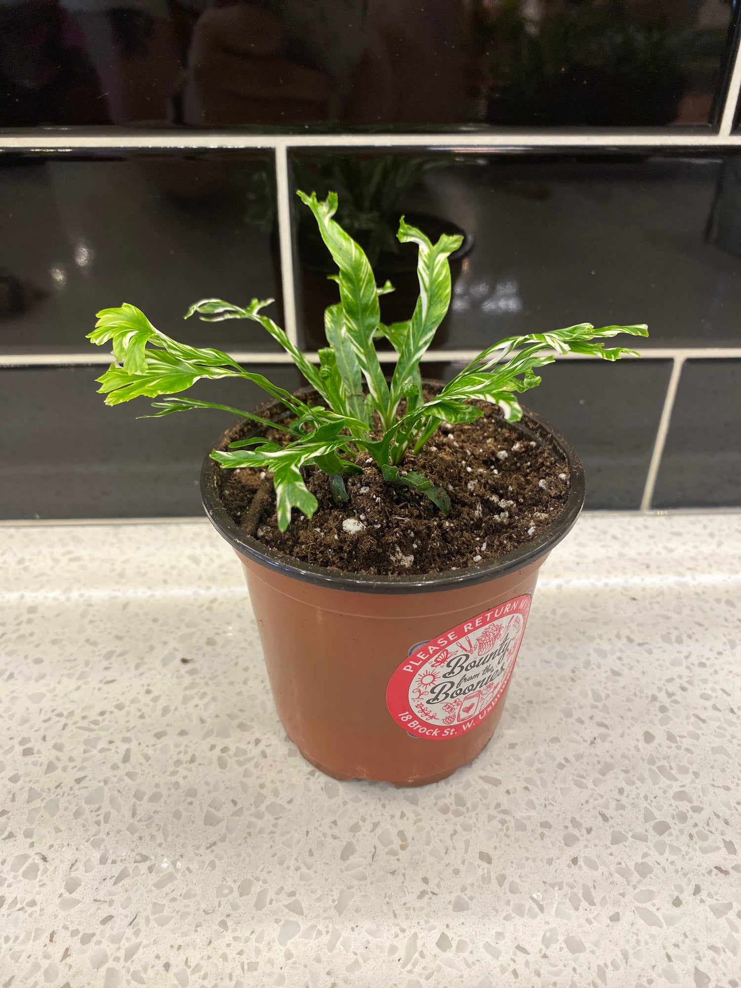 Birds Nest Fern - Varigated