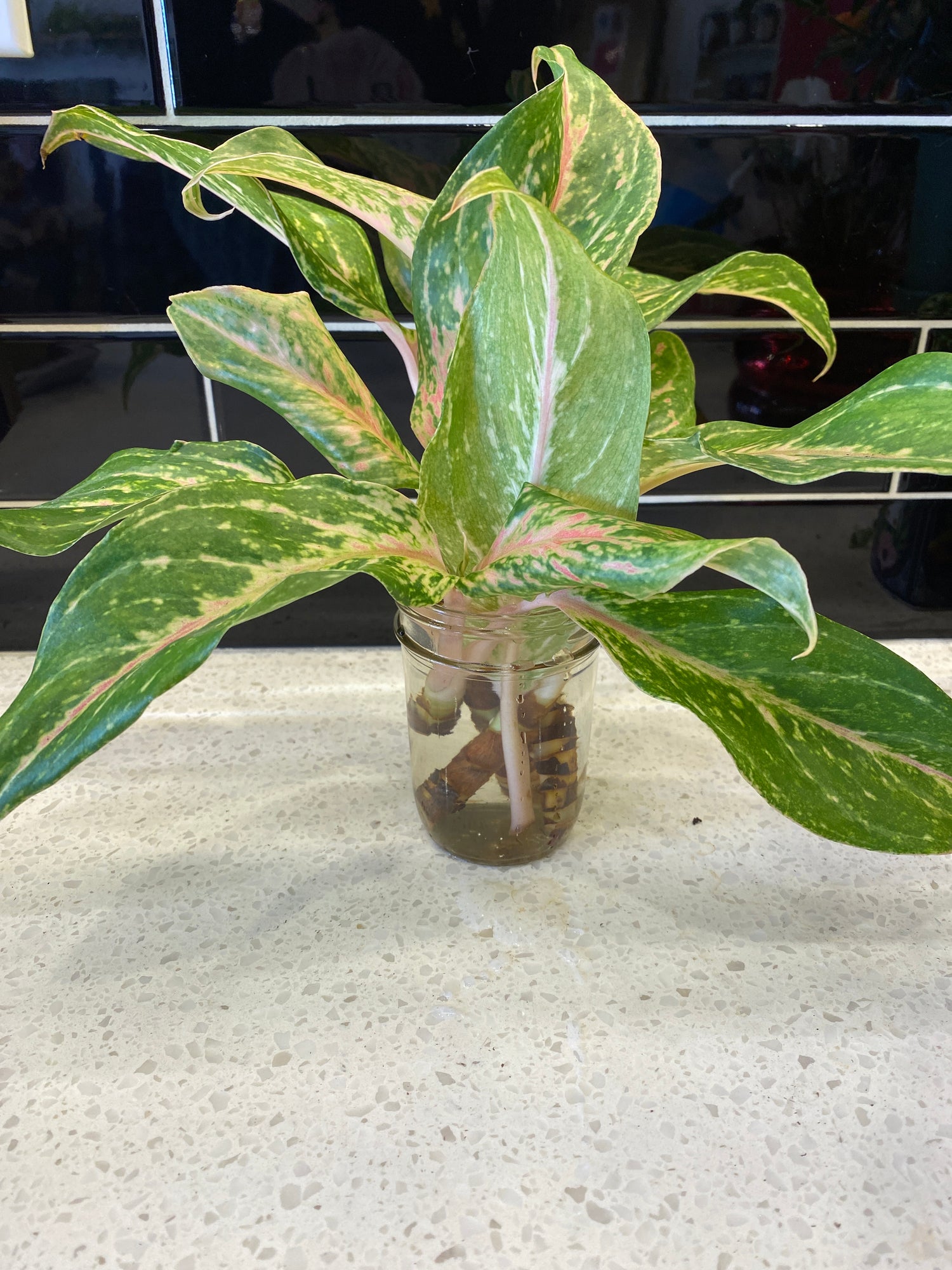 Chinese Evergreen Sparkling Sarah - Clipping