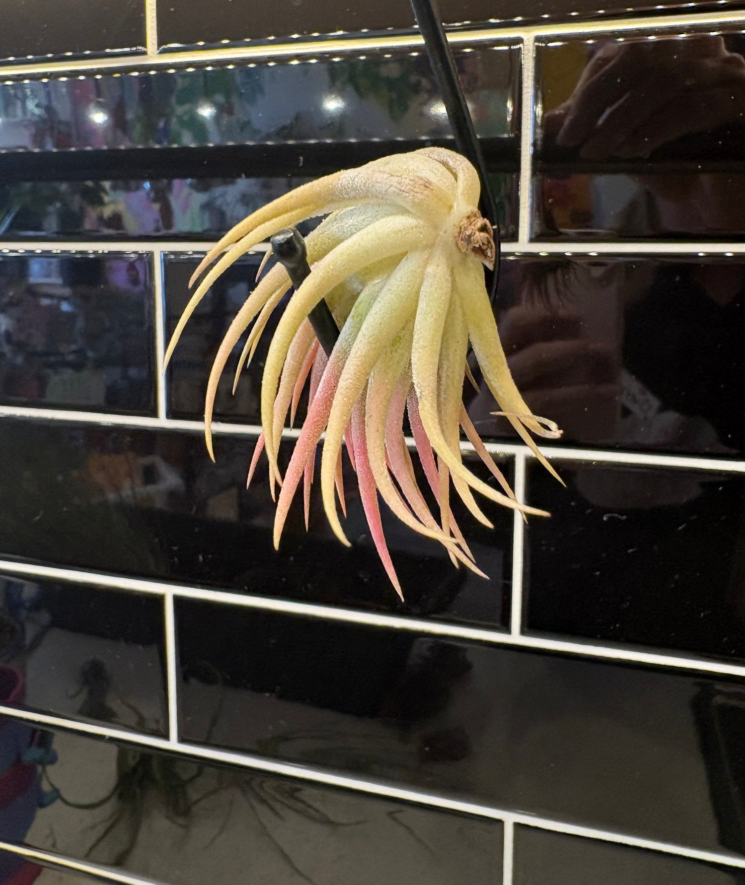 Tillandsia Ionantha Guatemala Air Plant