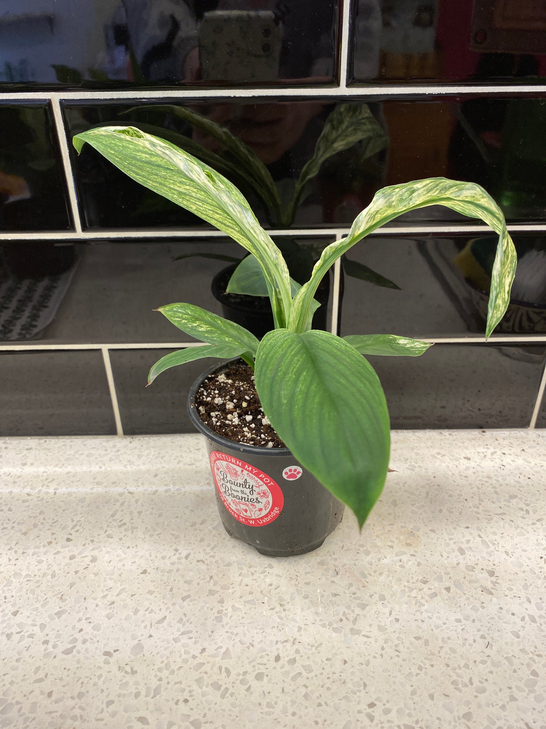 peace lily store Peace Lily Variegated Spath Sensation – Bounty from the Boonies