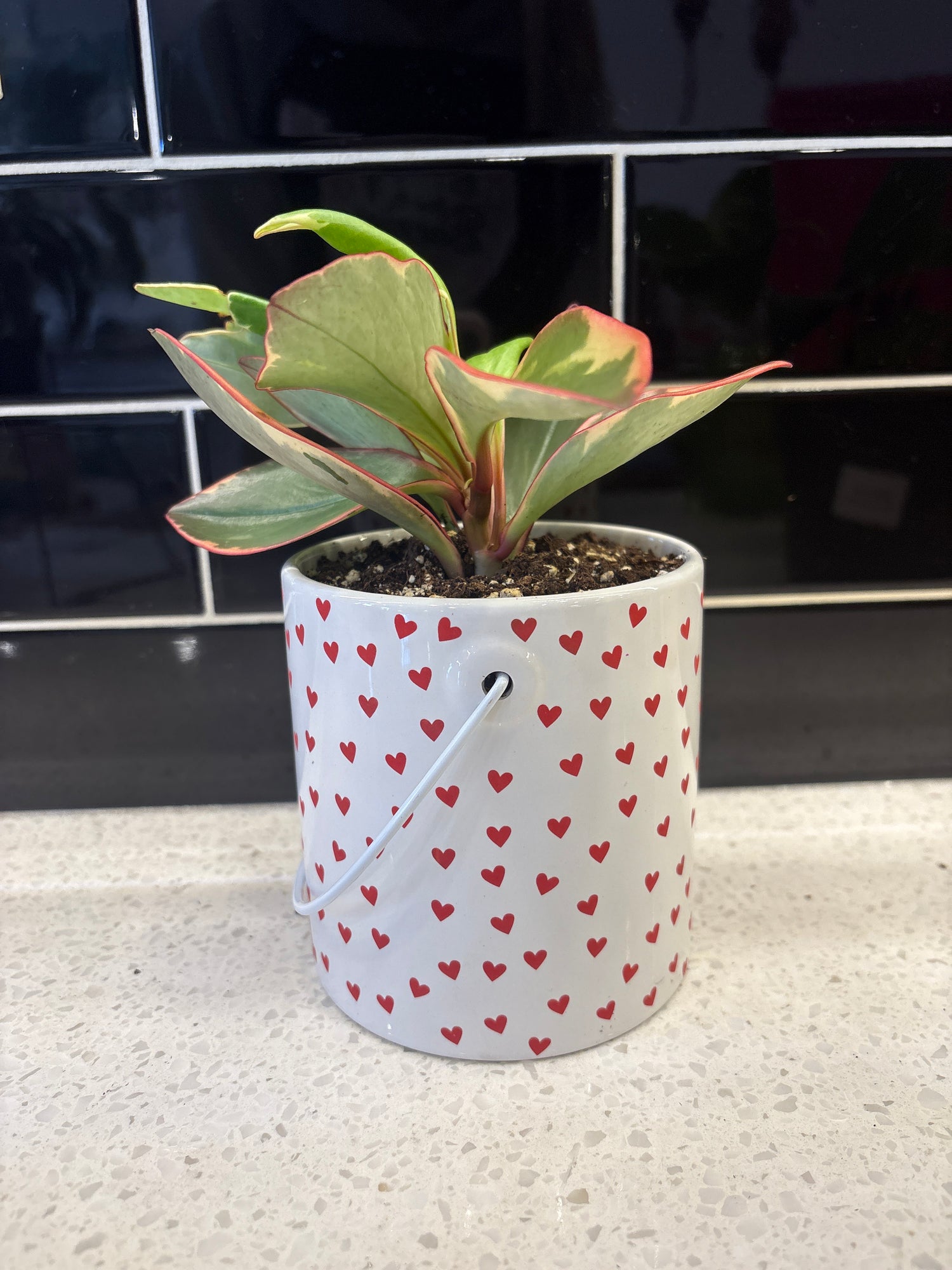 Red Heart Ceramic Pot with Ginny Peperomia