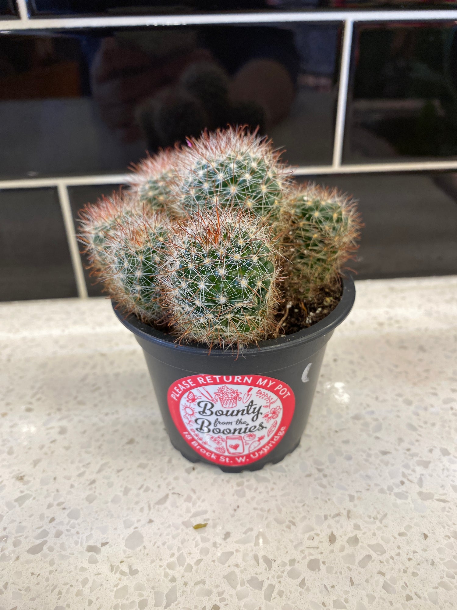 Old Lady Pincushion Cactus
