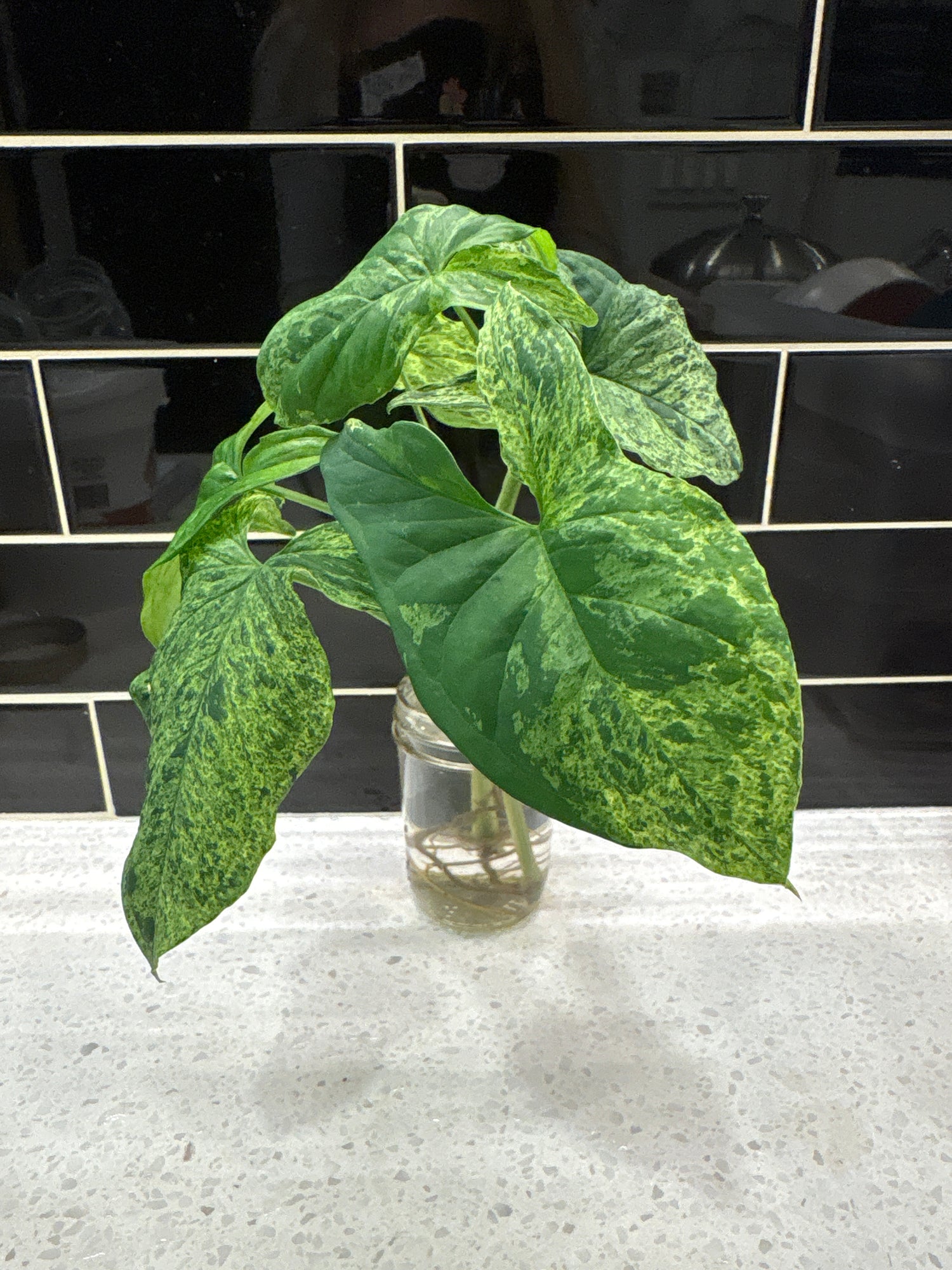 Arrowhead Plant - Clipping