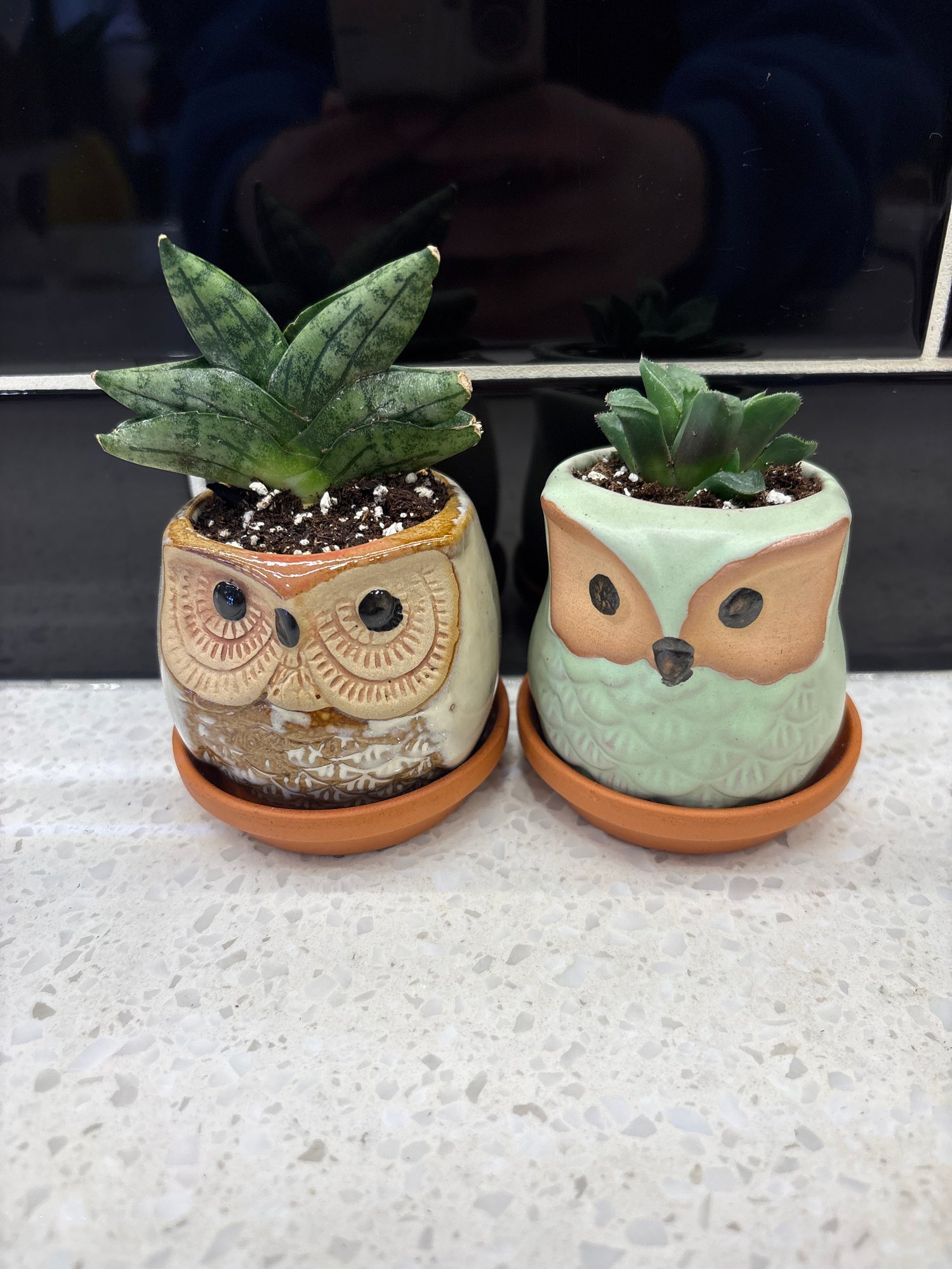 Potted Owl Succulent