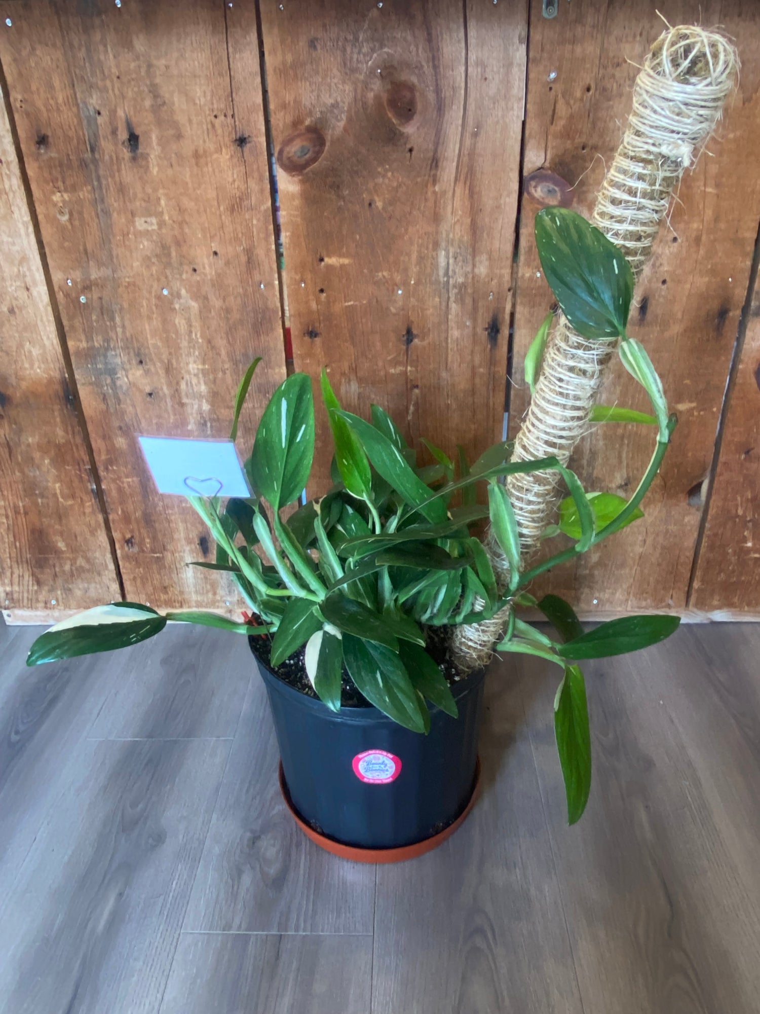 Monstera Cobra with Moss Pole - 11”