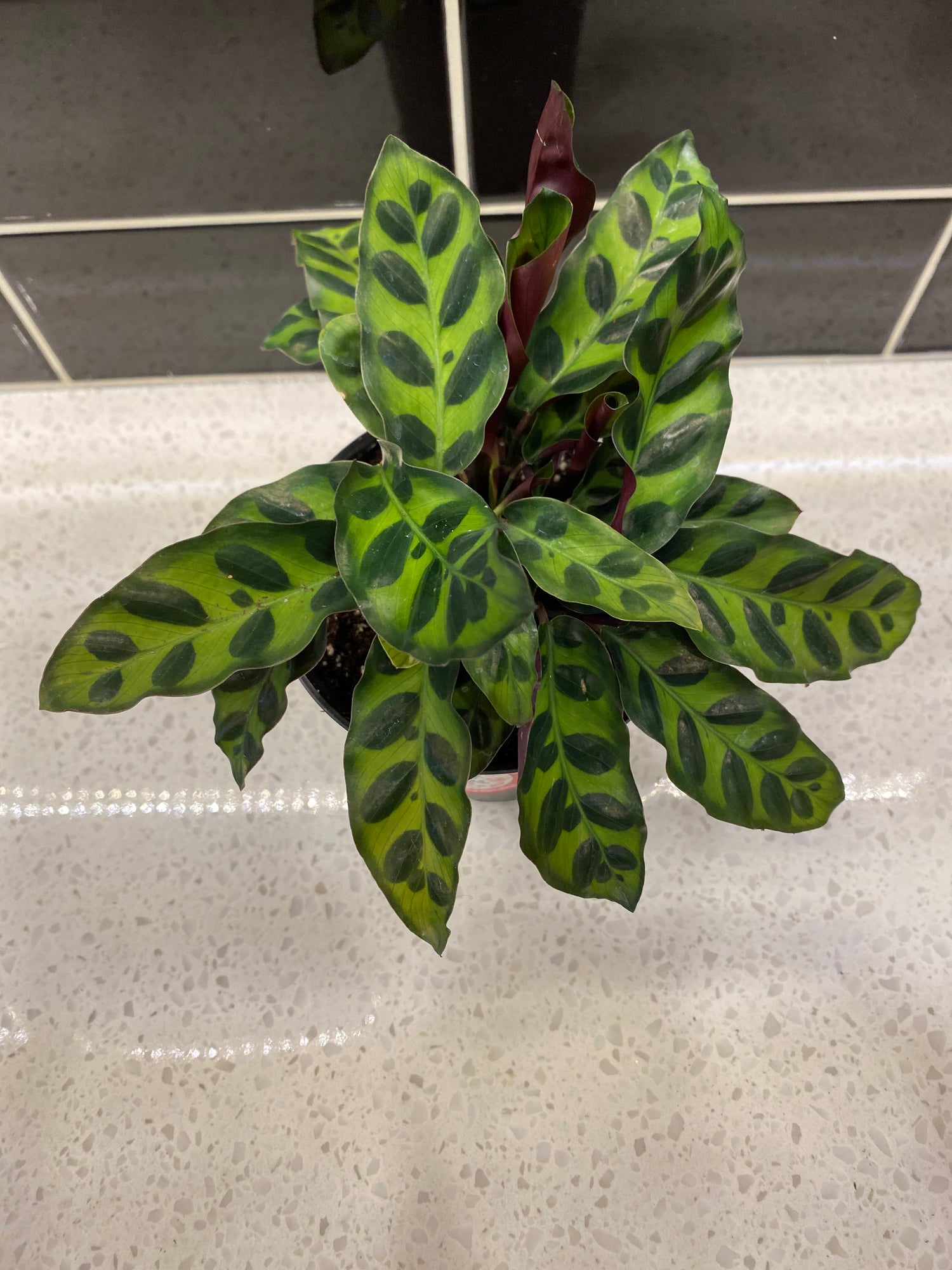 Rattlesnake Calathea
