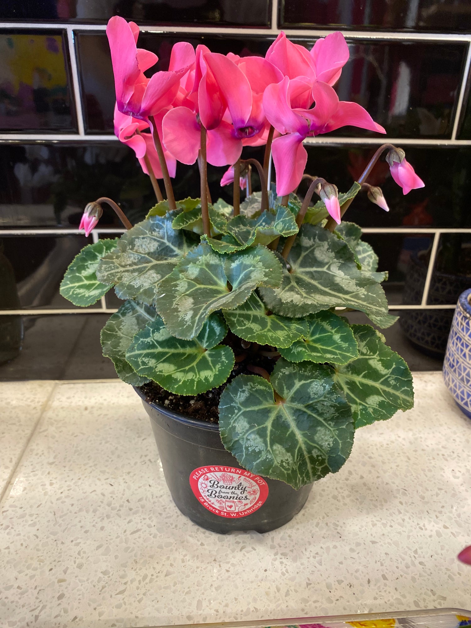 Cyclamen