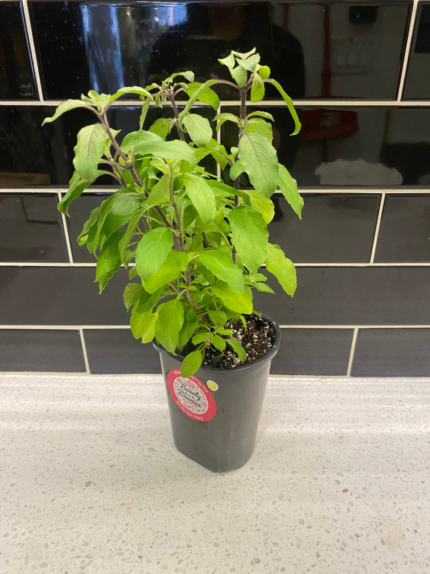 Tulsi