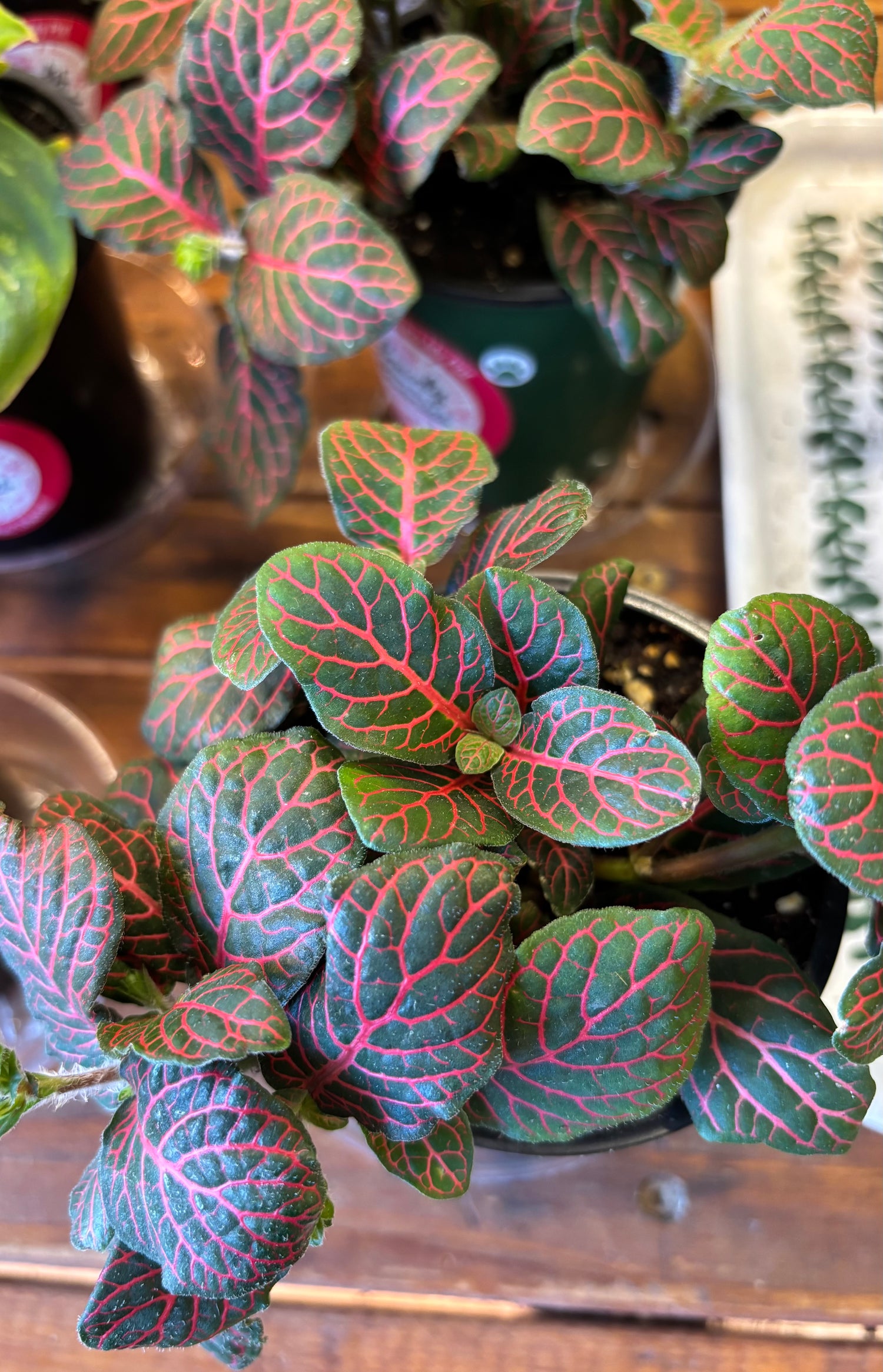 Nerve Plant - Ruby Red