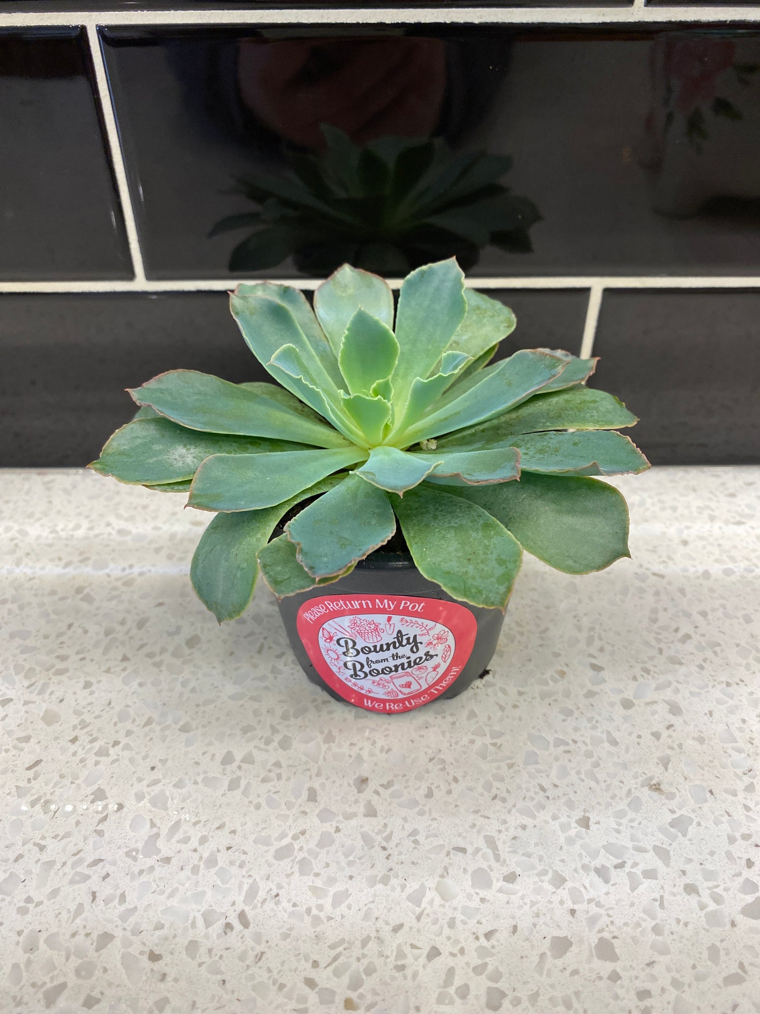 Echeveria