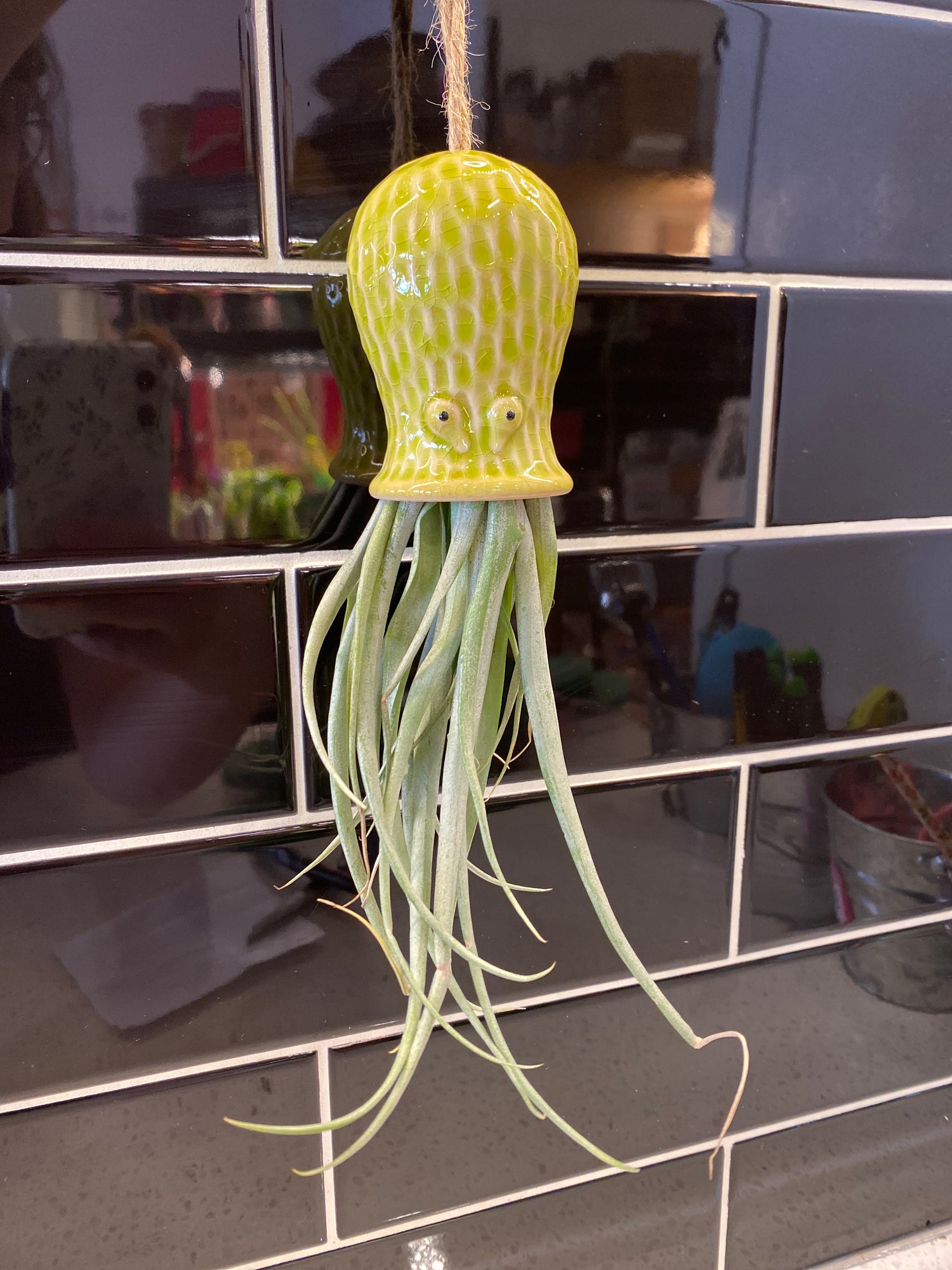 Octopus Air Plant