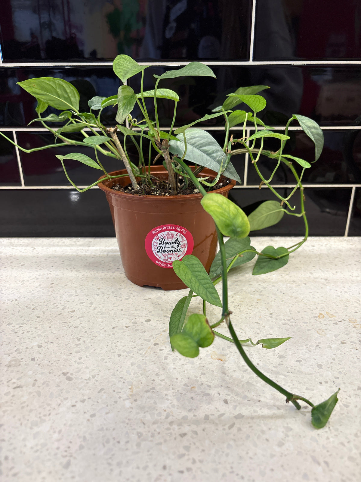 Pothos - Cebu Blue