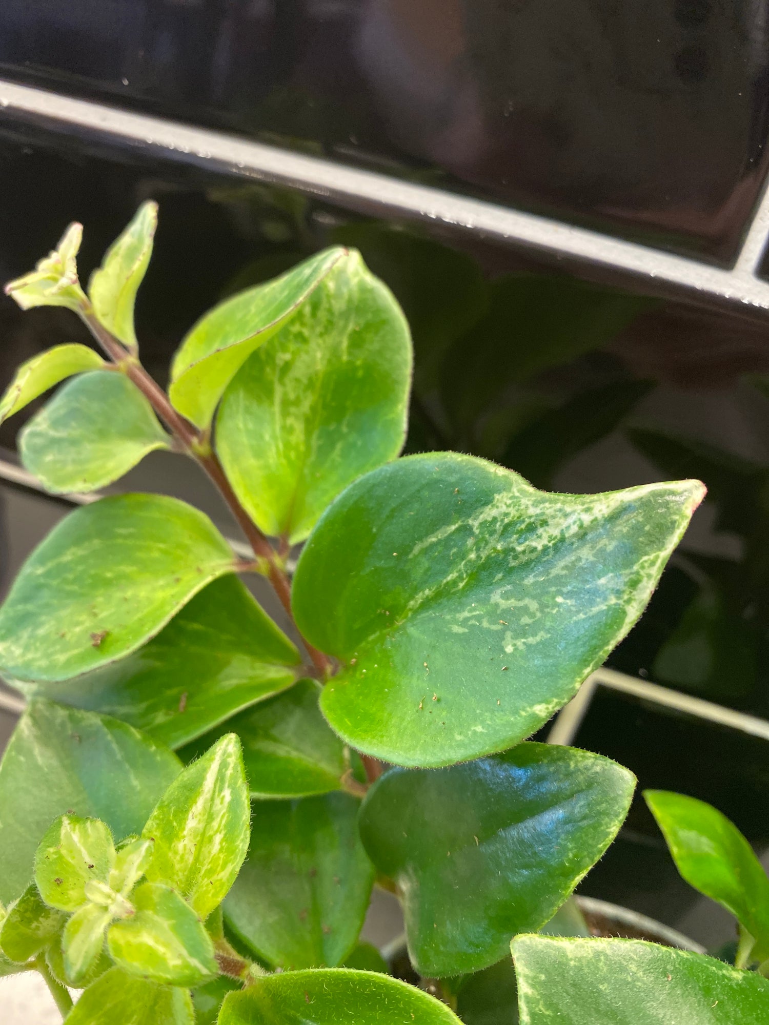 Lipstick Plant “Mona Lisa” - Varigated