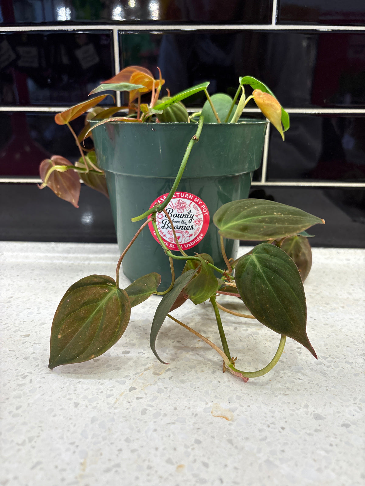 Philodendron - Micans