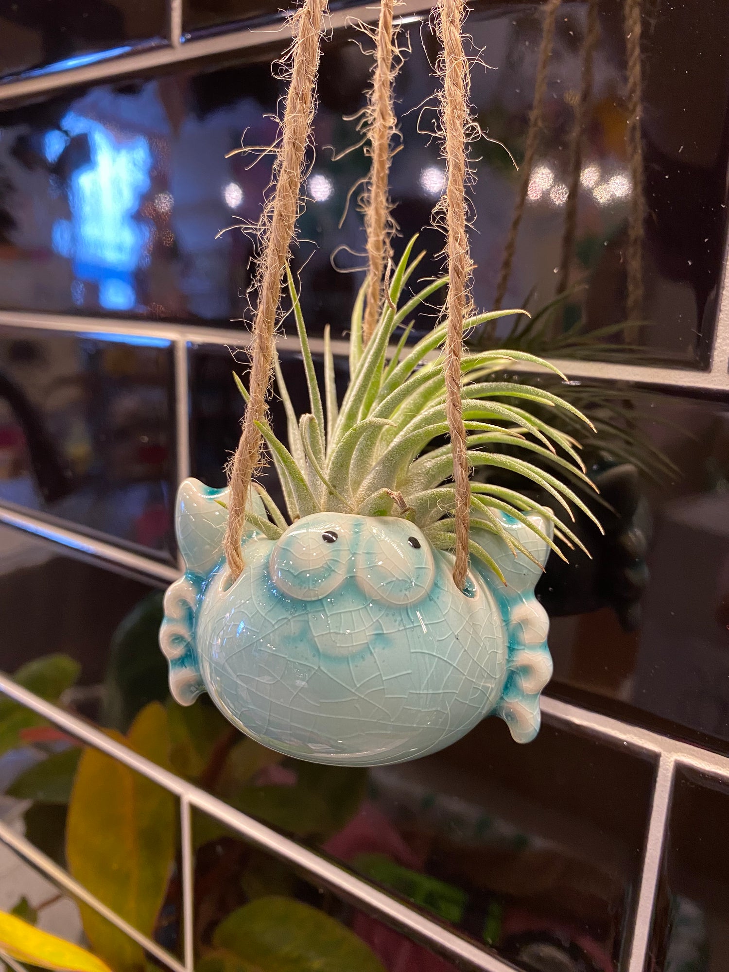 Crab Air Plant