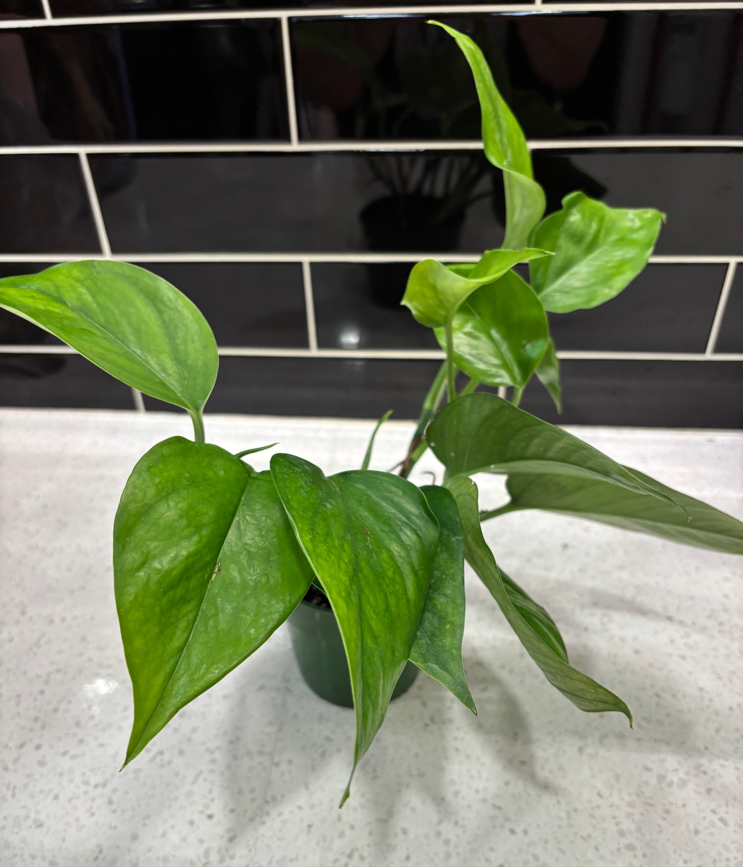 Pothos - Jade