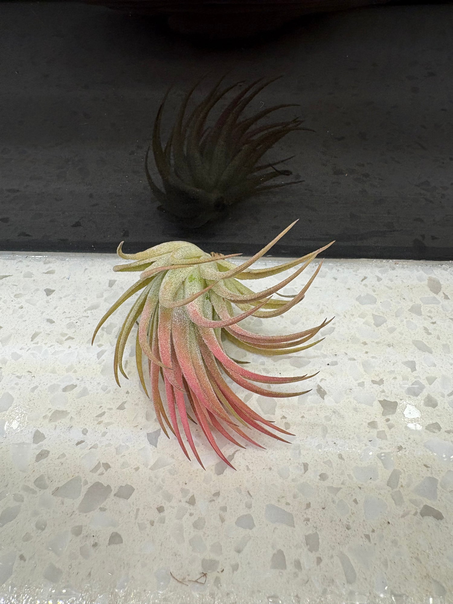 Tillandsia Ionantha Guatemala Air Plant