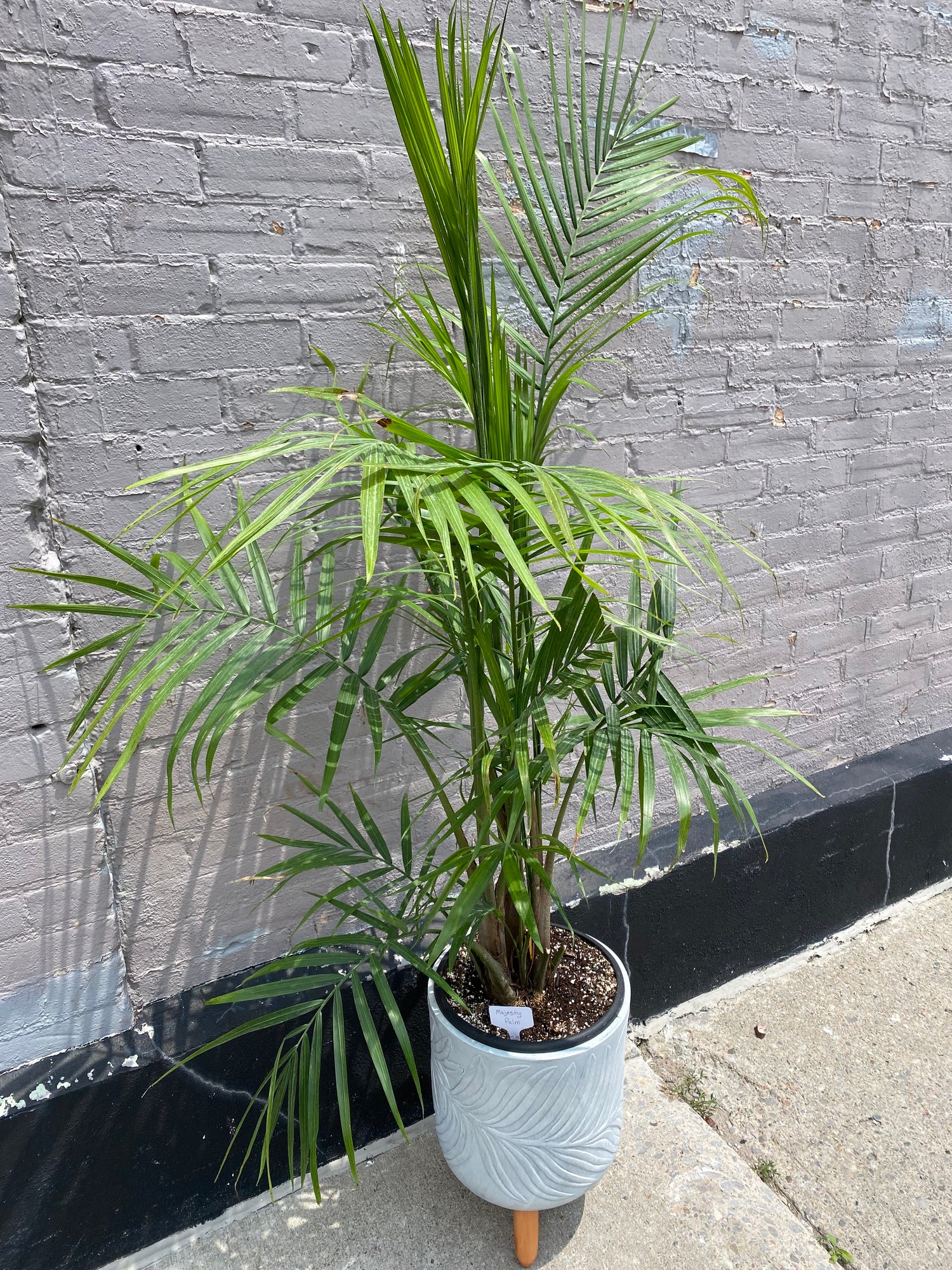 Majesty Palm