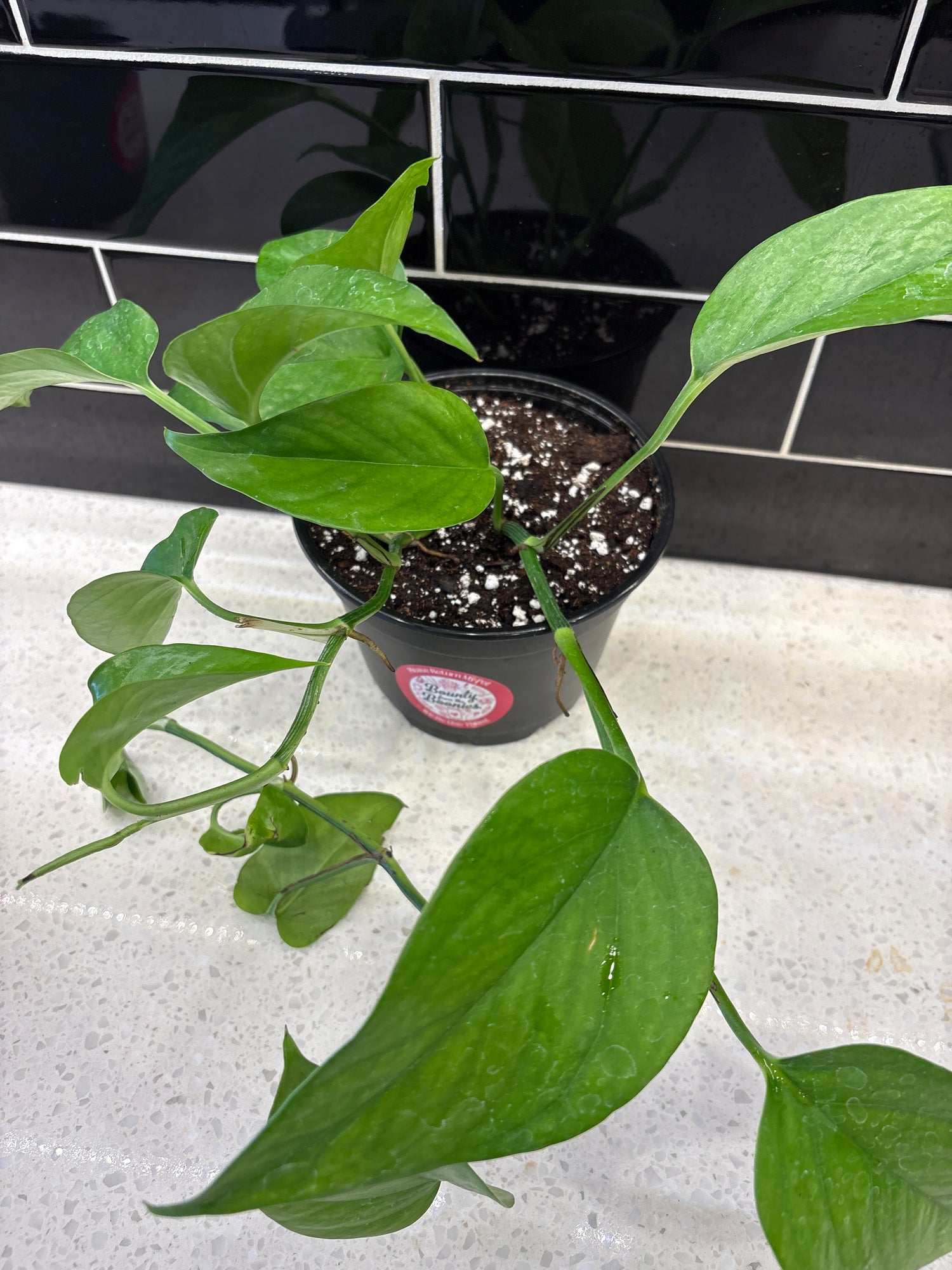 Pothos - Jade