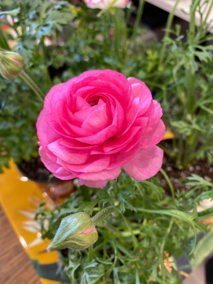 Ranunculus