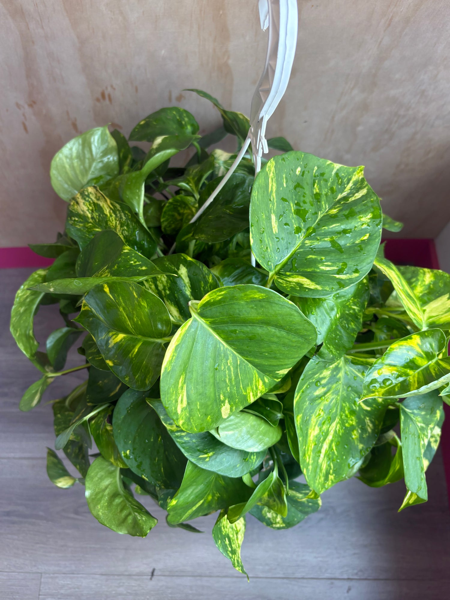 Pothos - Hawaiian 8”