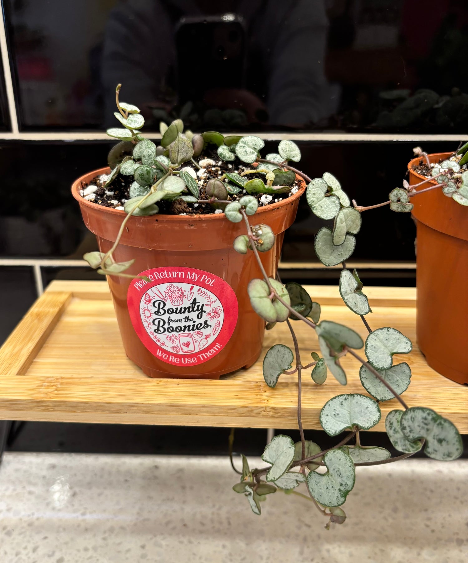 4” String of Hearts - Silver Glory