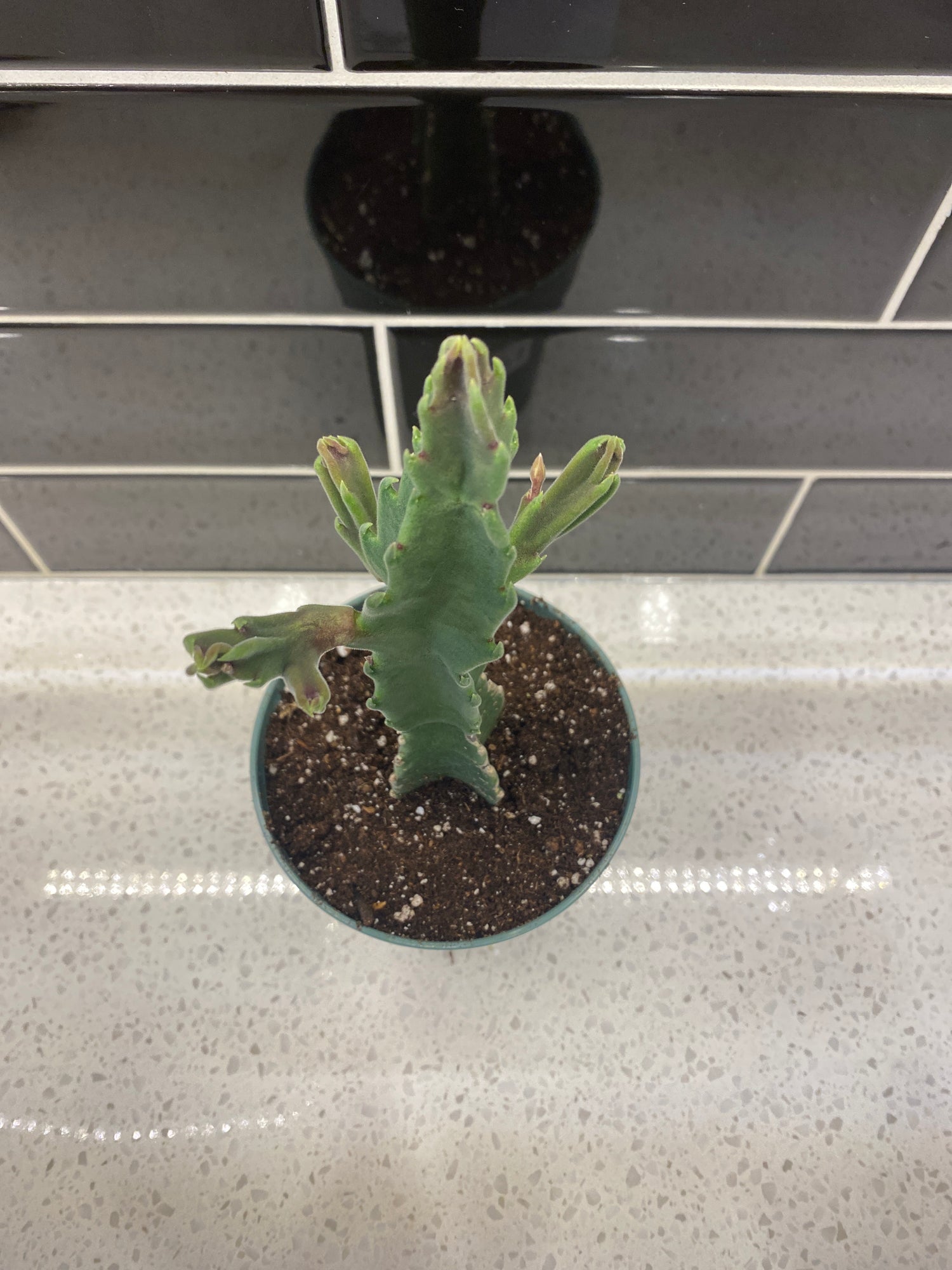 Starfish Cactus