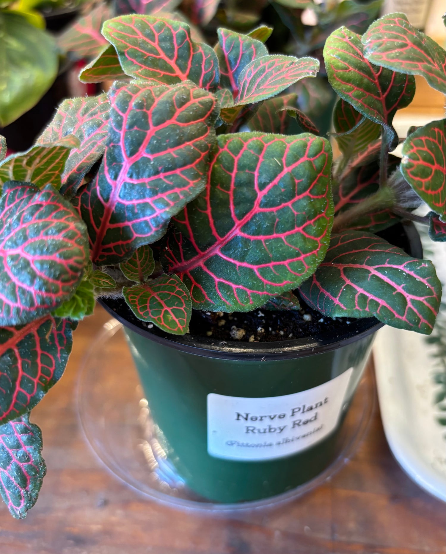 Nerve Plant - Ruby Red
