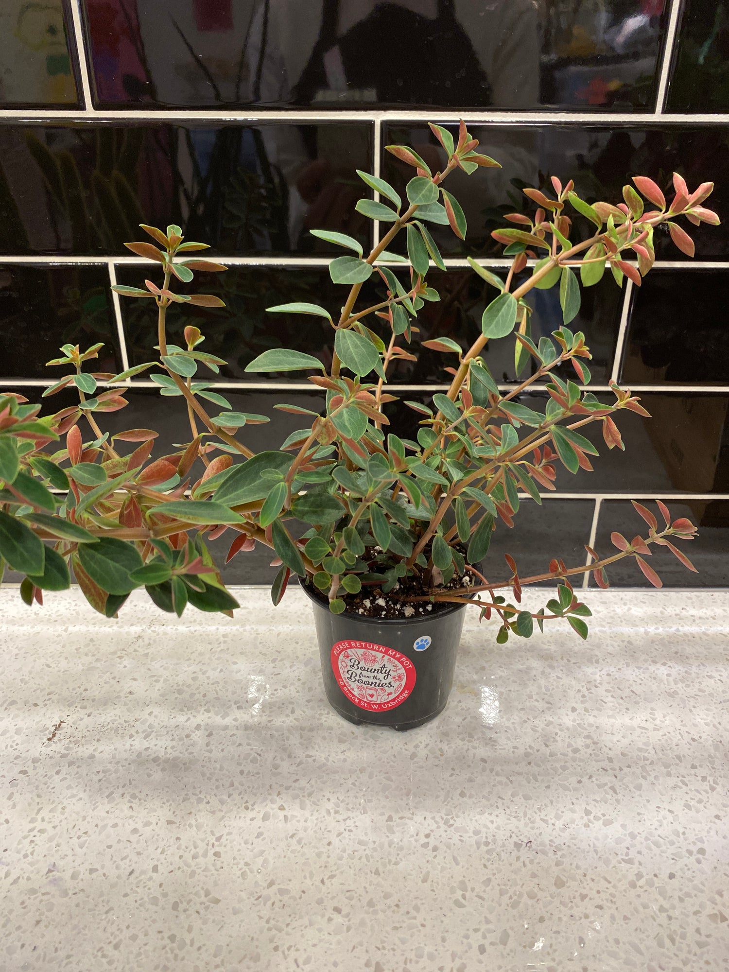 Peperomia - Red Log (Whorled, Belly Button) 4"